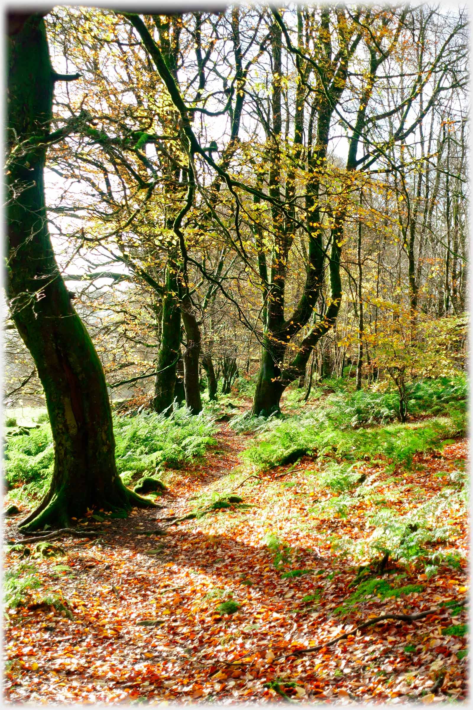 Path through bracken ad trees.