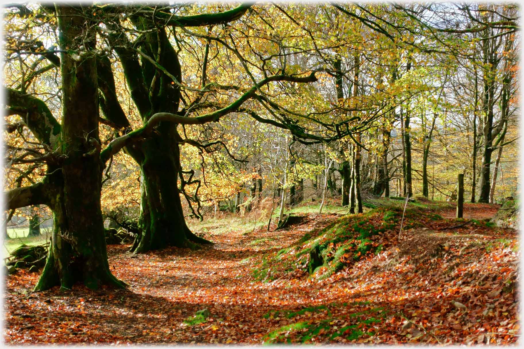 Beech trees extending over path.
