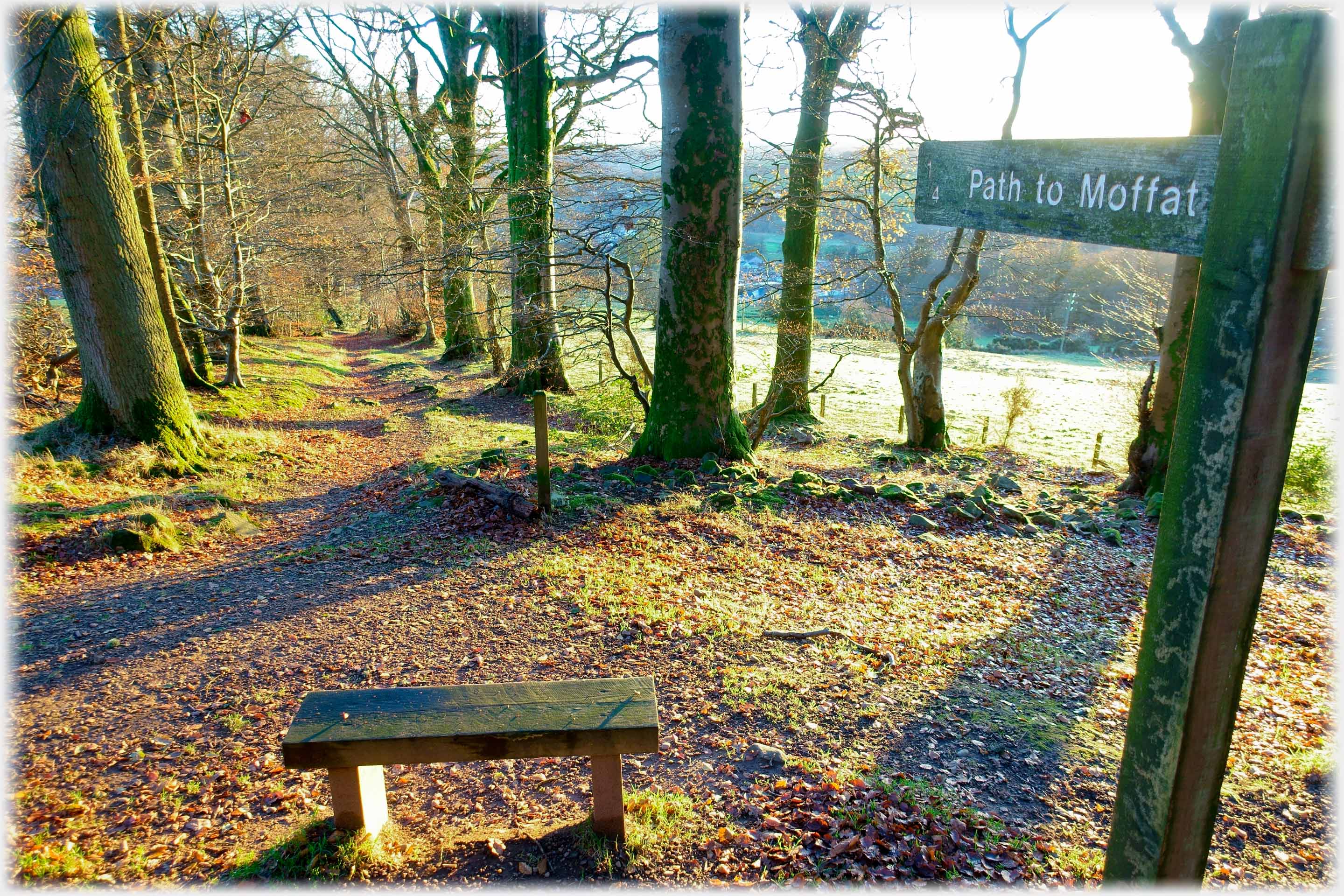 Foreground bench with path down through trees in front of it, and signpost above.