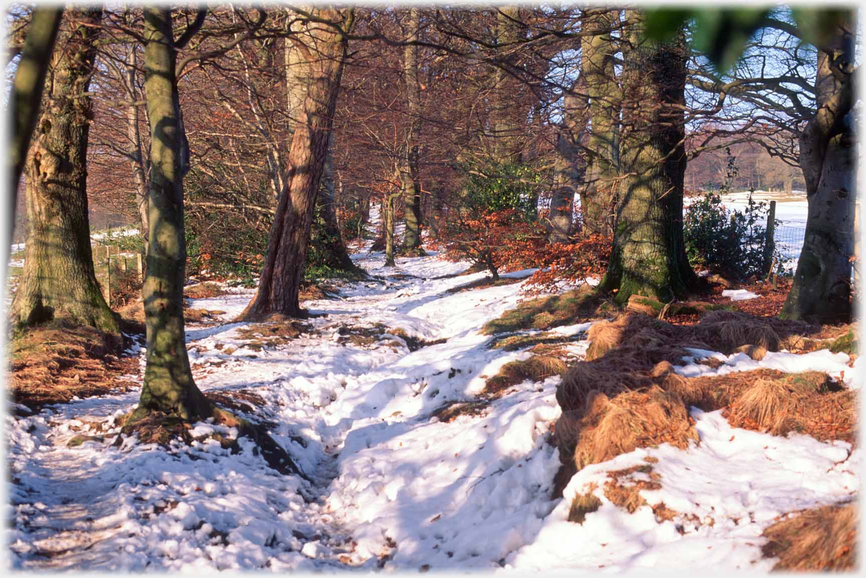 Deep path between trees with disturbed snow and bracken.