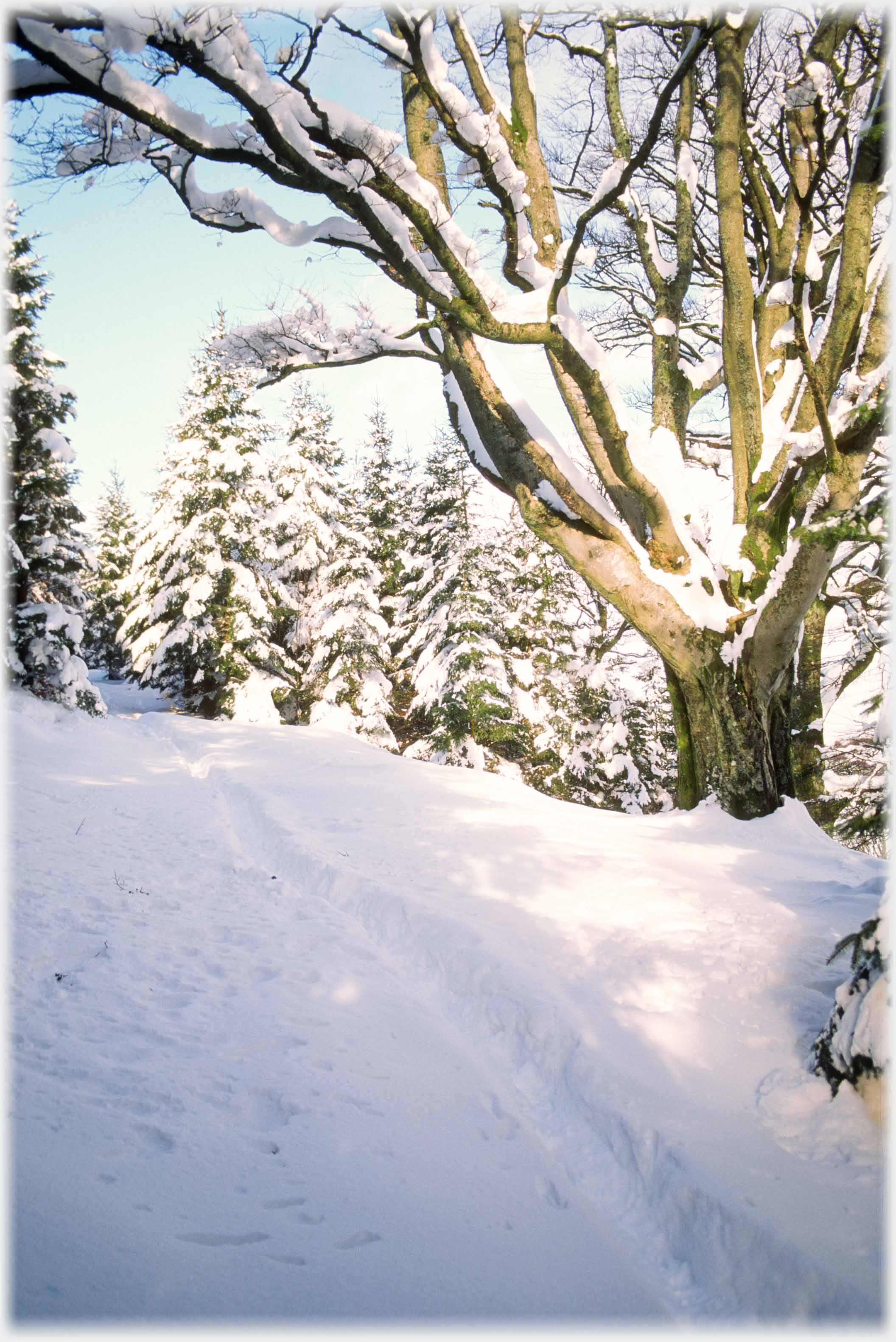 Large spreading beech, sitka spruce behind, snow covered, snow in foreground with deep track through it.