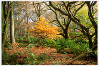 Beech sapling in clearing.