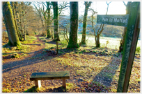 Looking down a path between trees, bench in foreground.