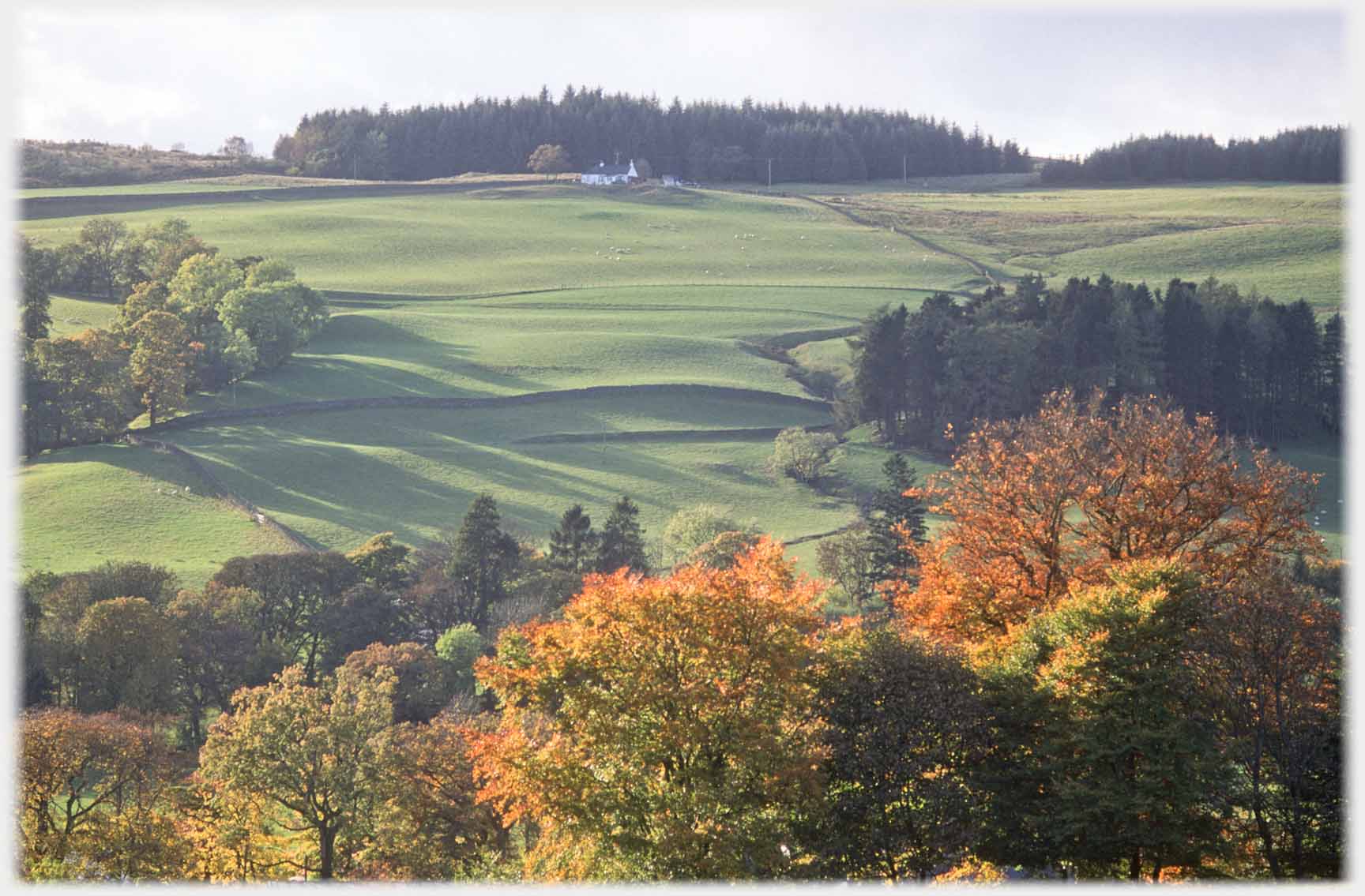 Hillside in low light with long shadows, autumn beech in foreground.