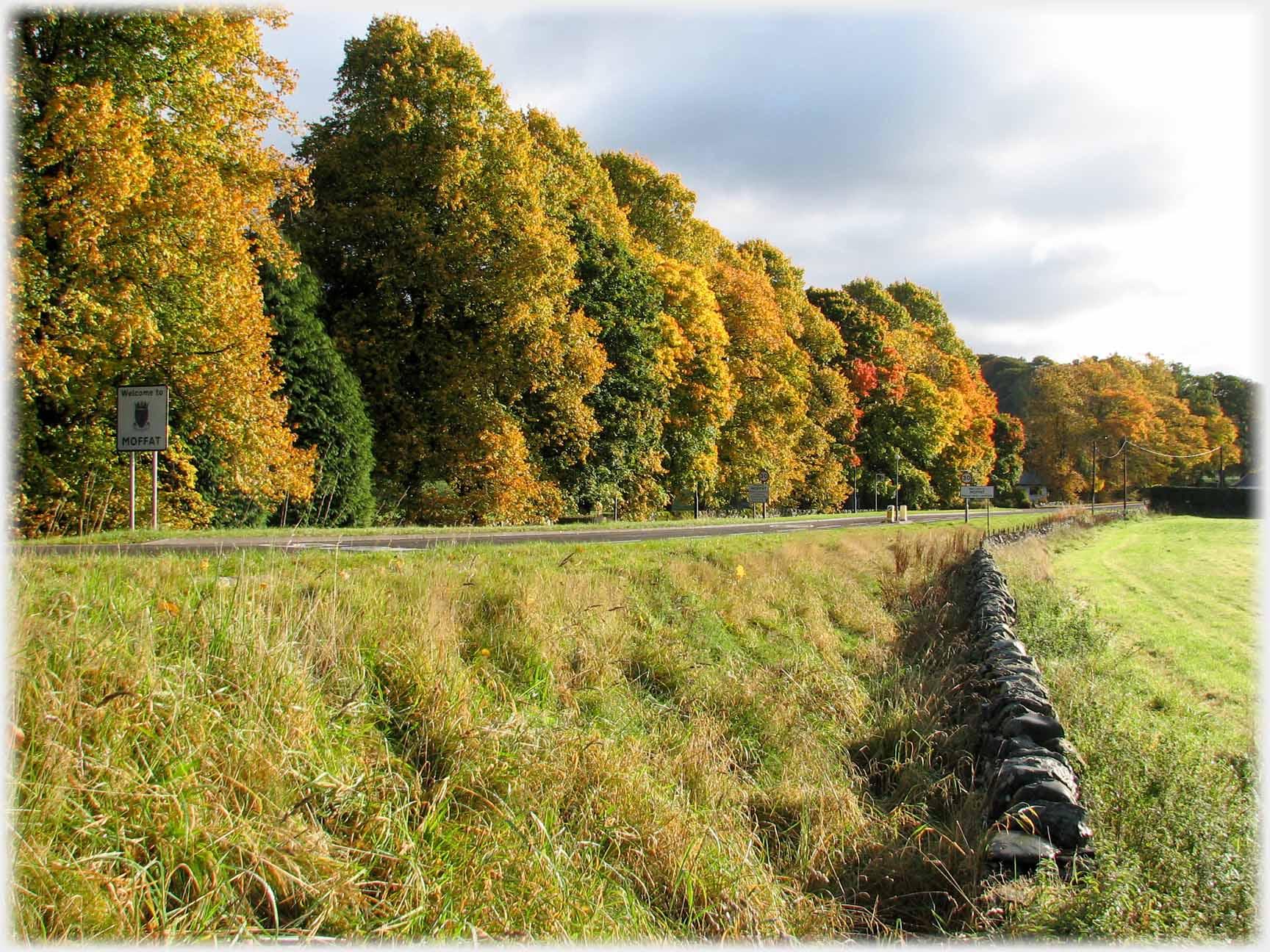 Line of large beech trees along roadside, dyke in foreground.