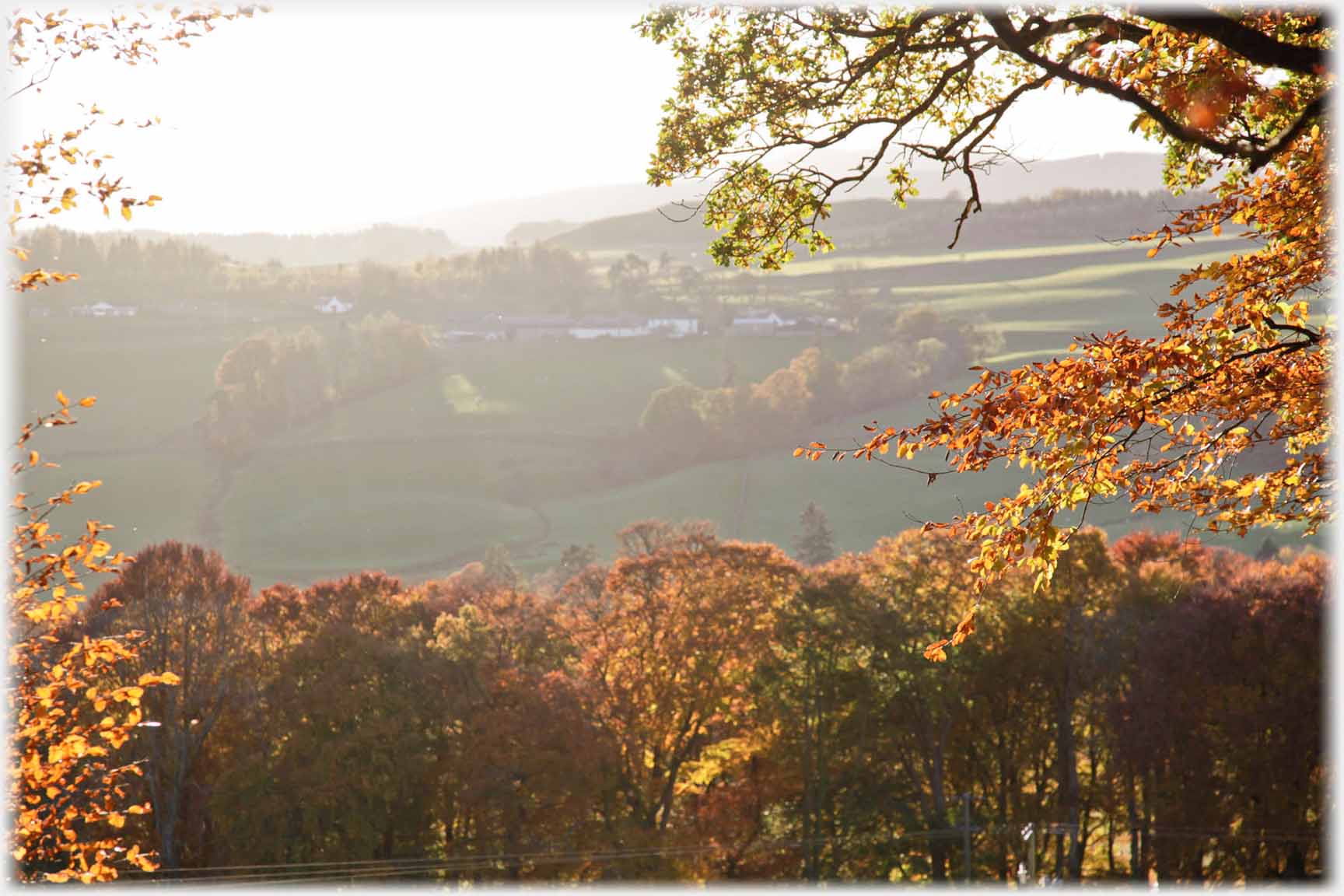 Beech branches and trees framing misty view of farm.