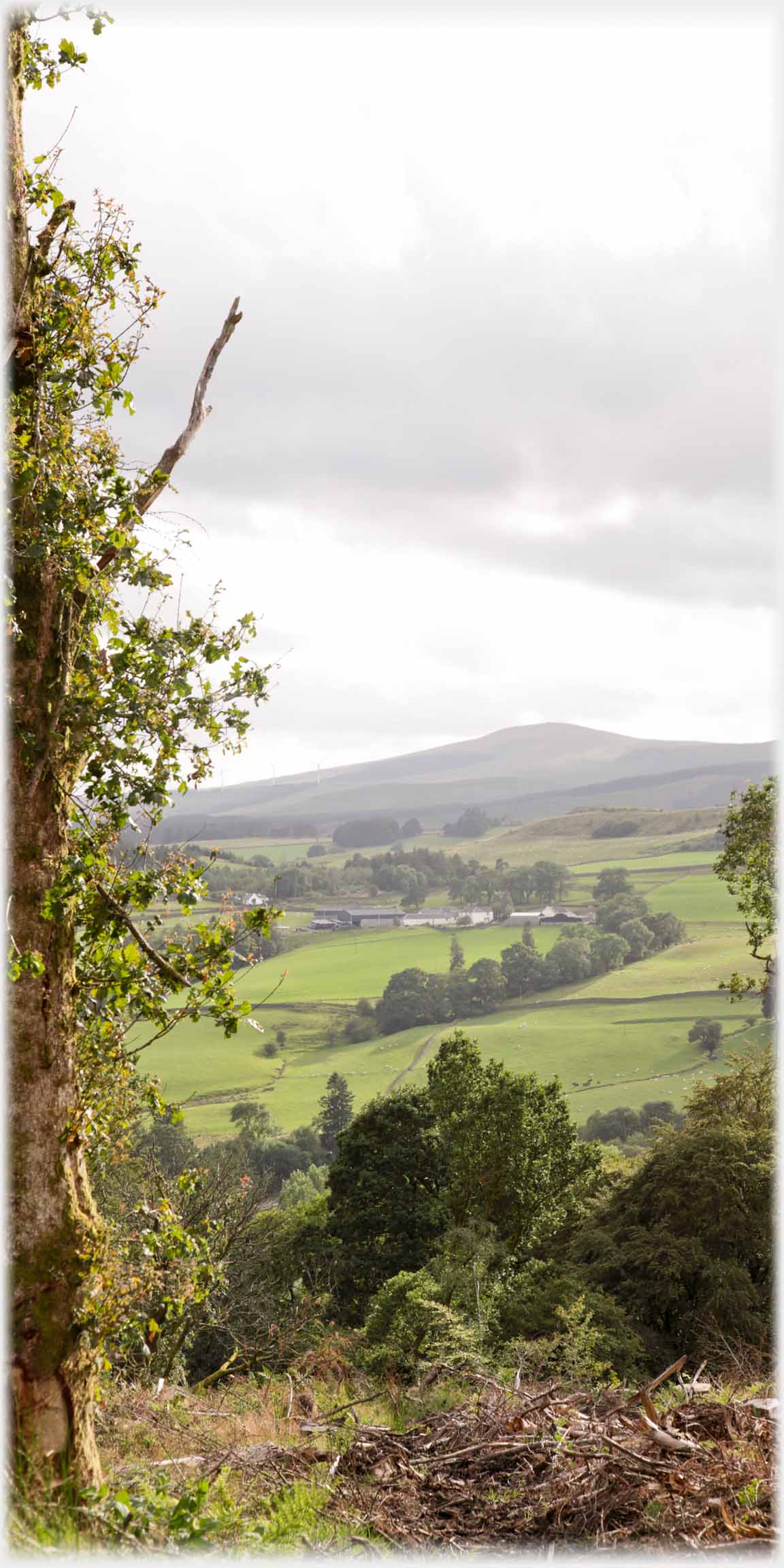 Hill in distance, farm midle distance, tree up left side.
