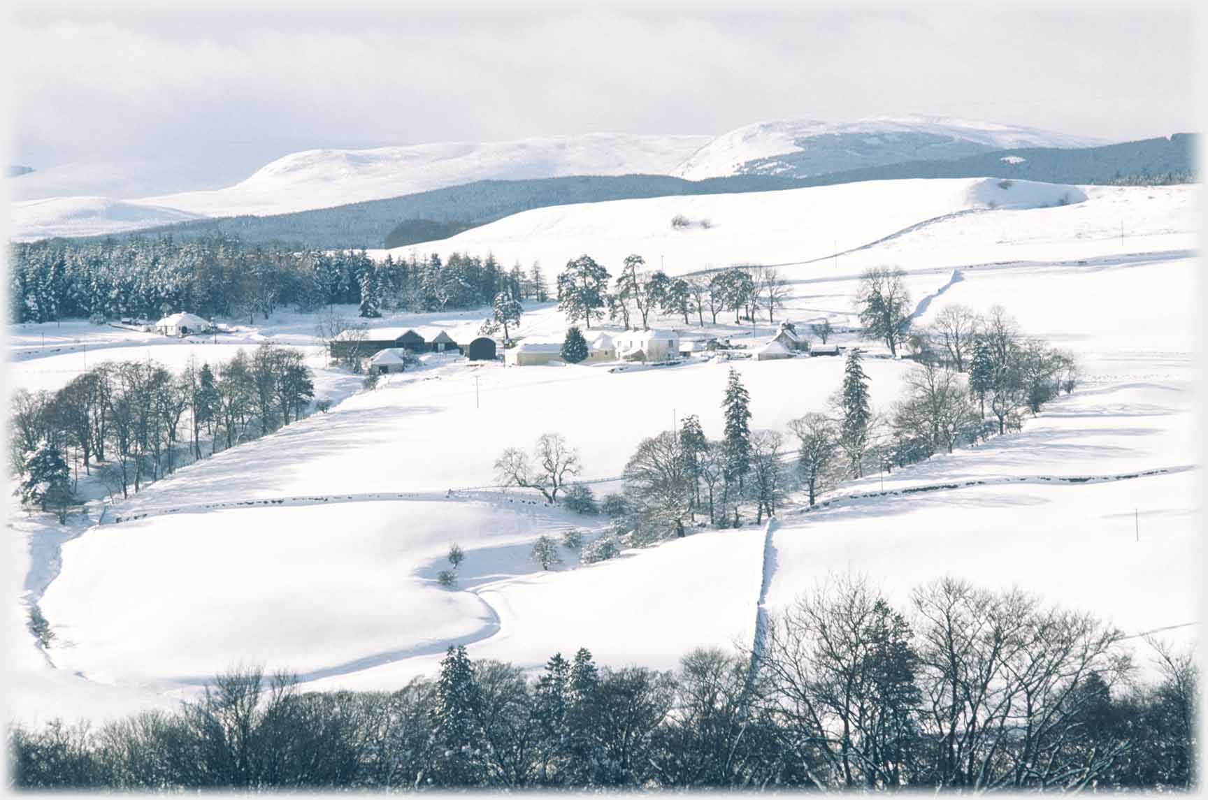 Curve of trees in snowed landscape, farm at centre.