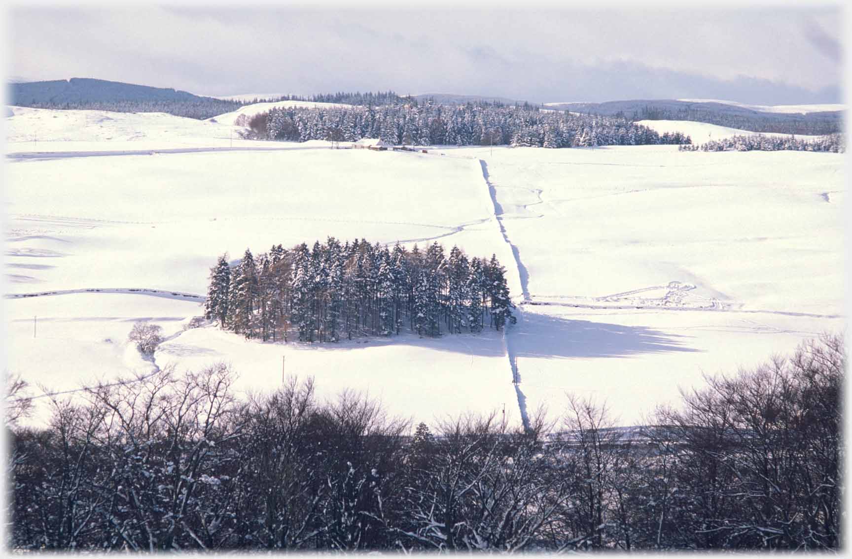 Clump of trees in snowed fields.