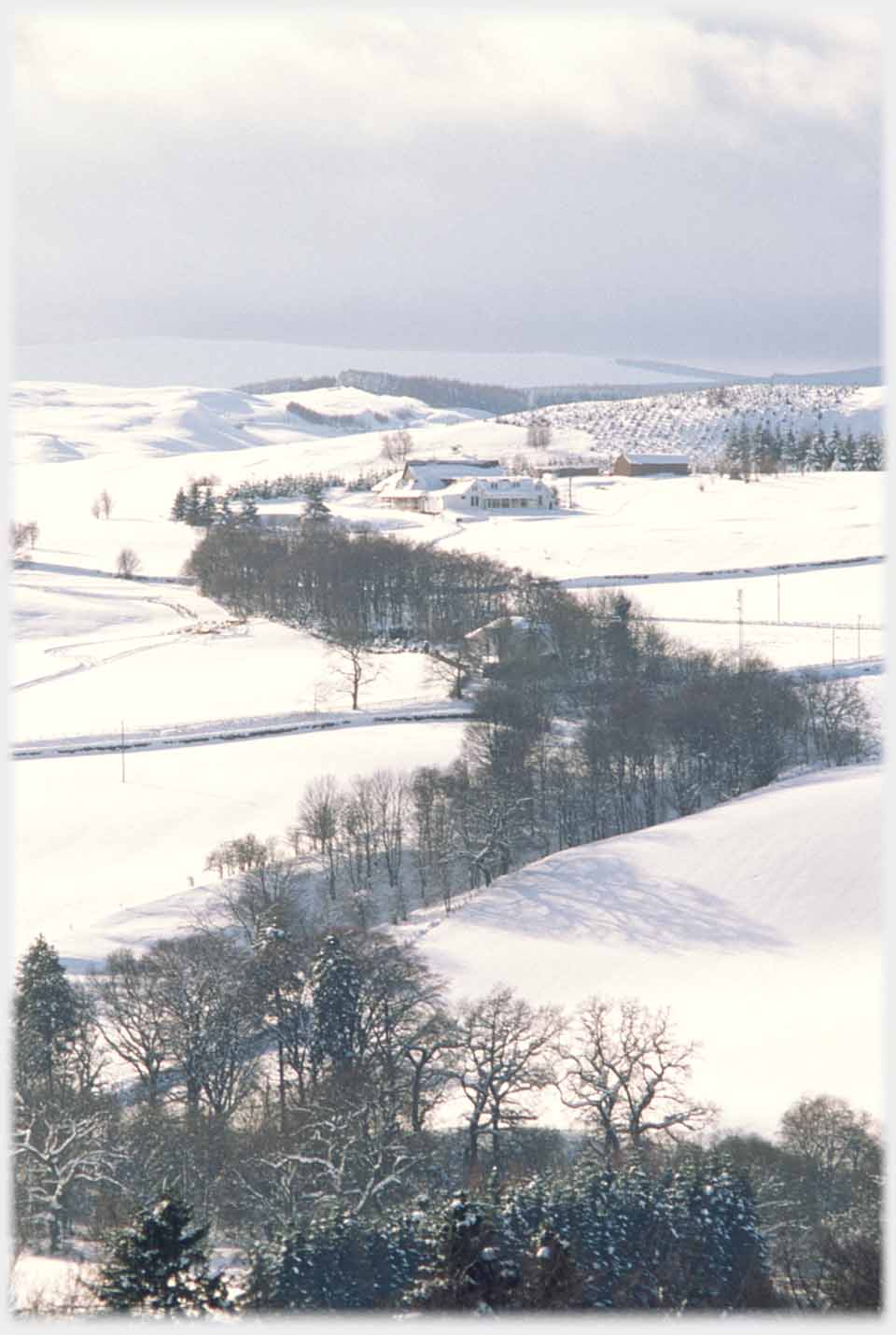 Zig-zag of trees pointing at building in snow.