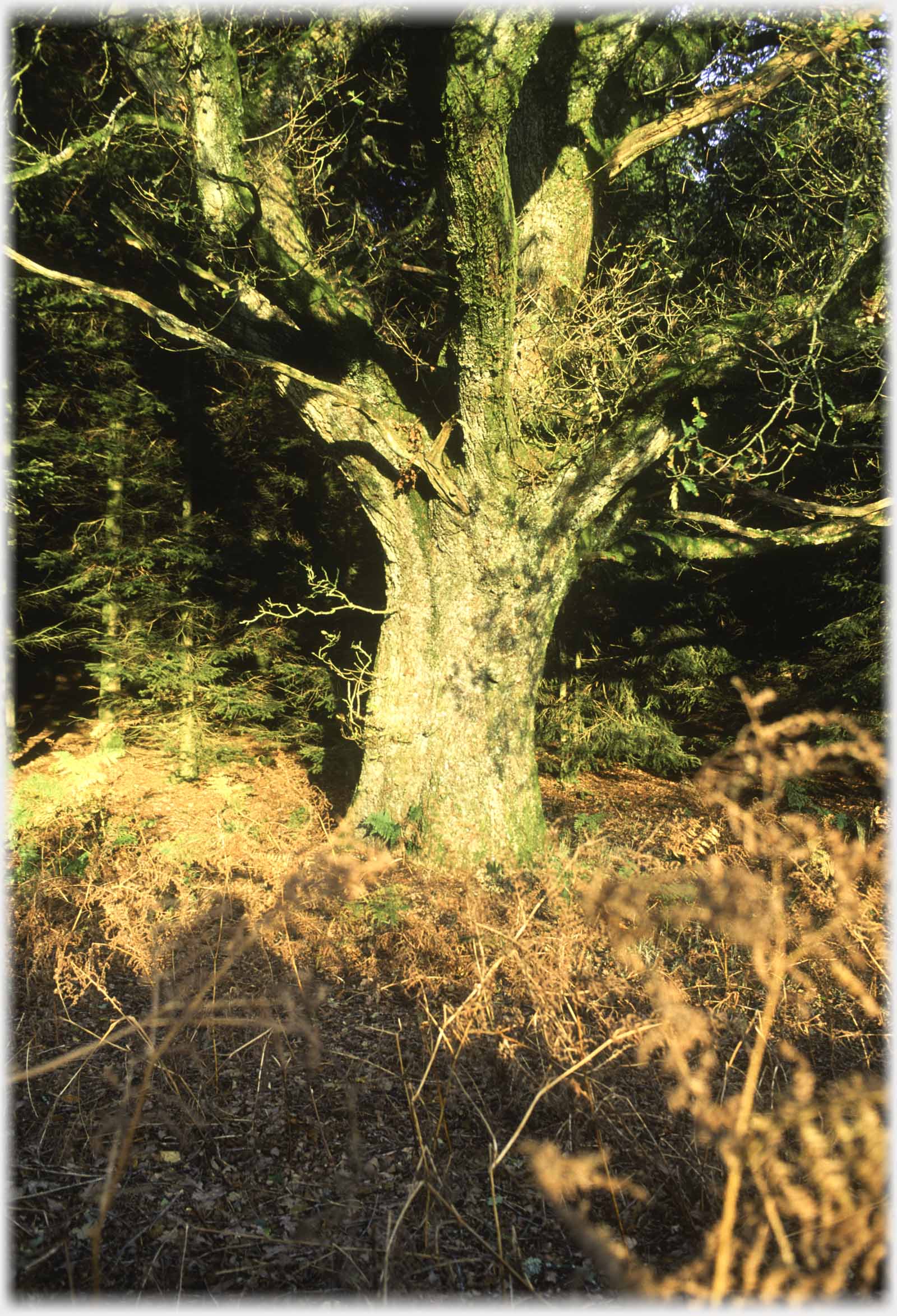 A large oak in winter, spruce behind, bracken in front.