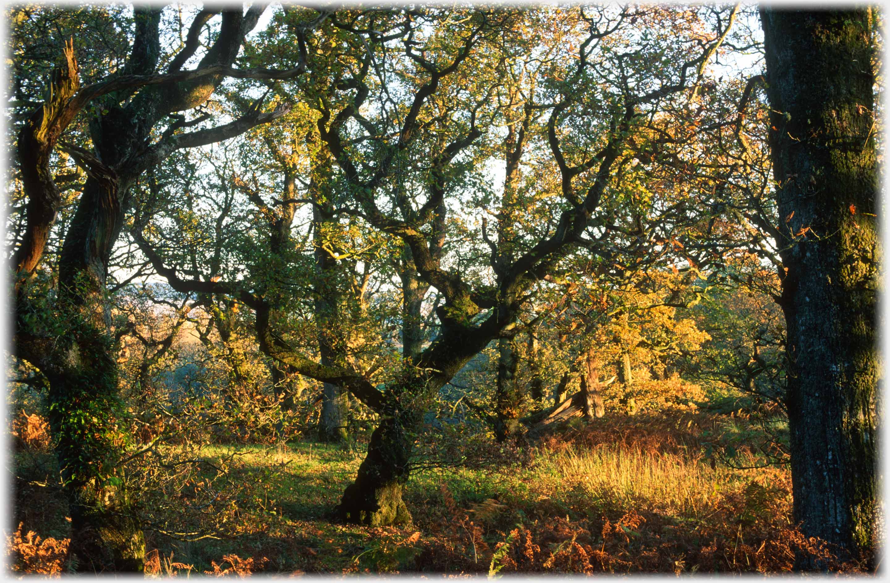 A contorted oak at the centre of a glade.