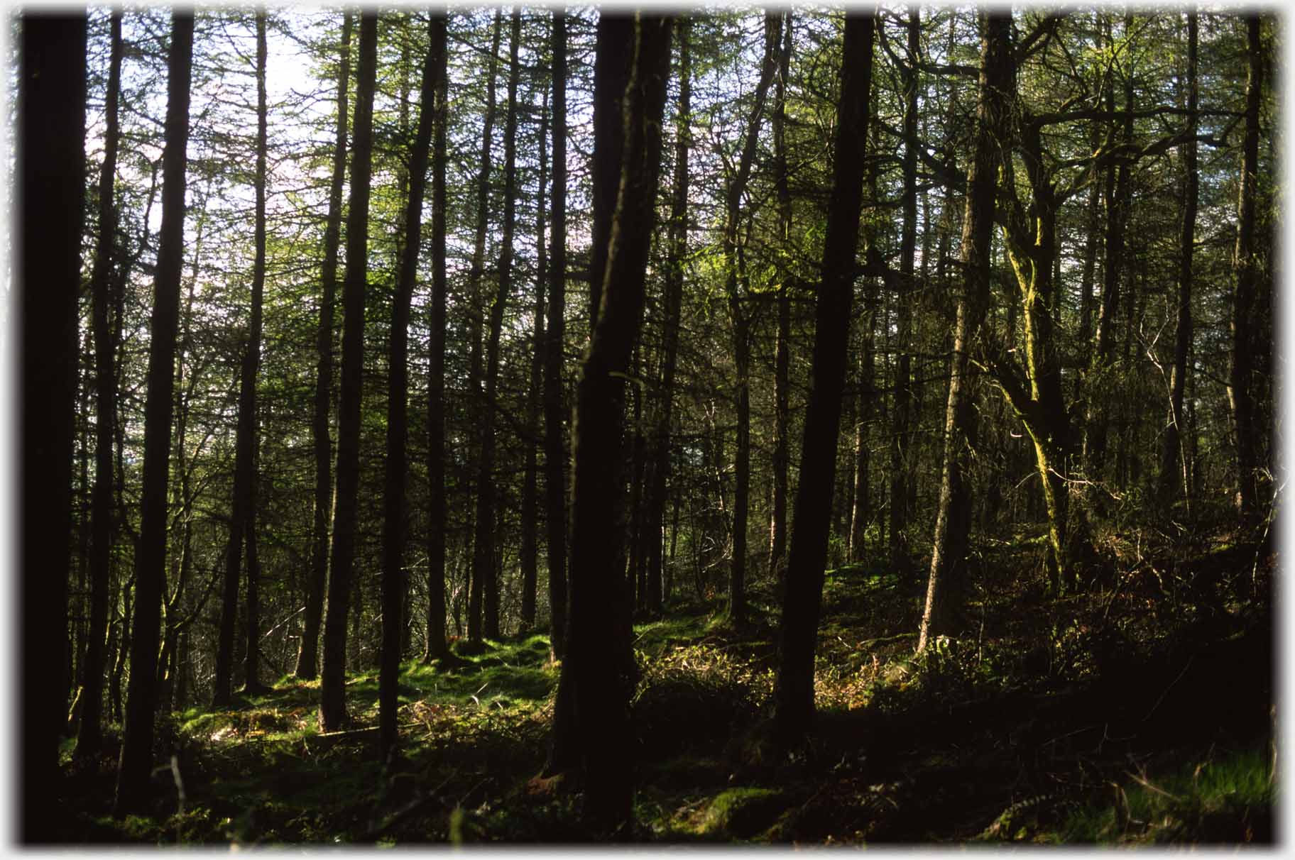 The dark interior of a Sitka spruce wood.