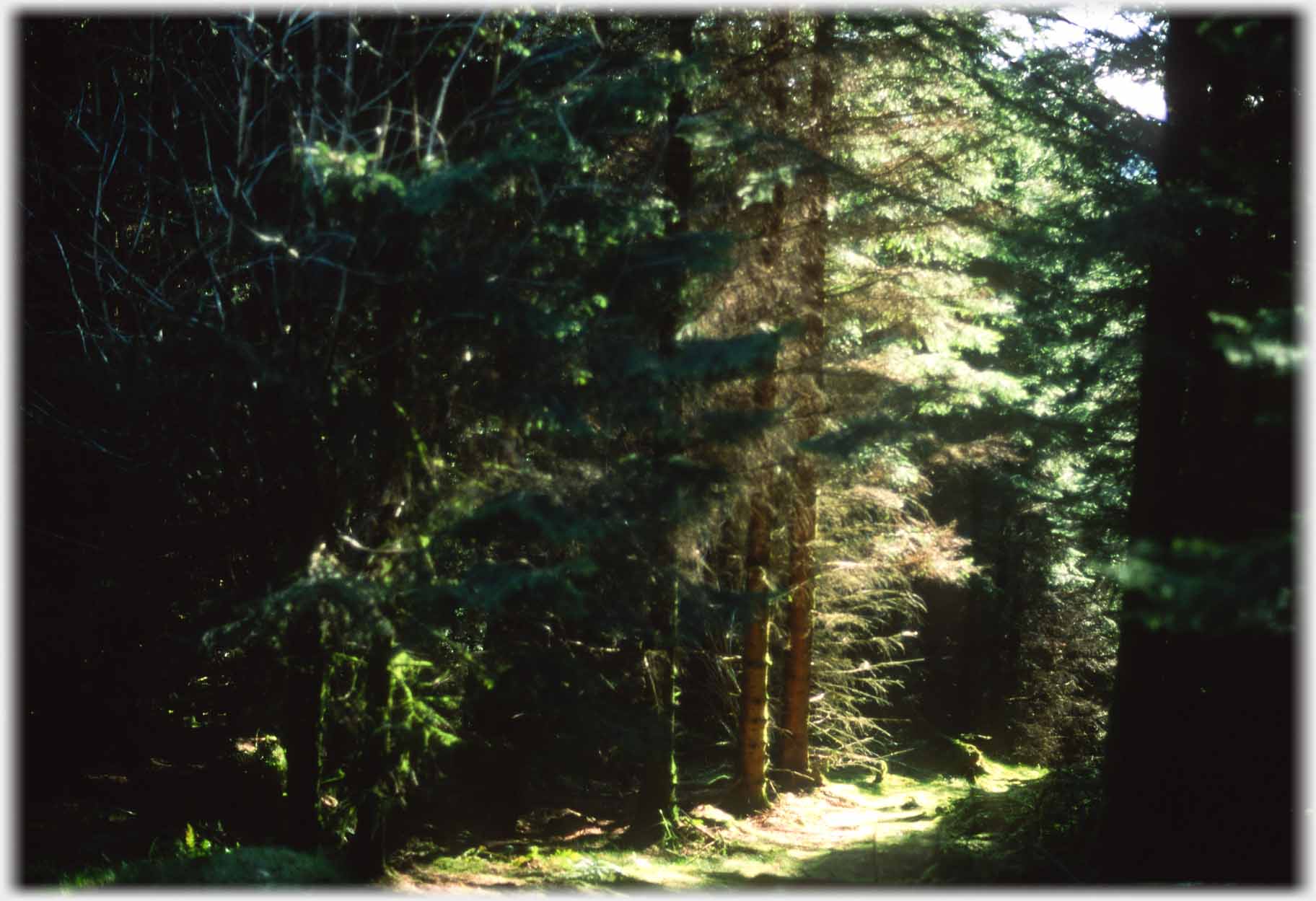 A glade in among pine trees.