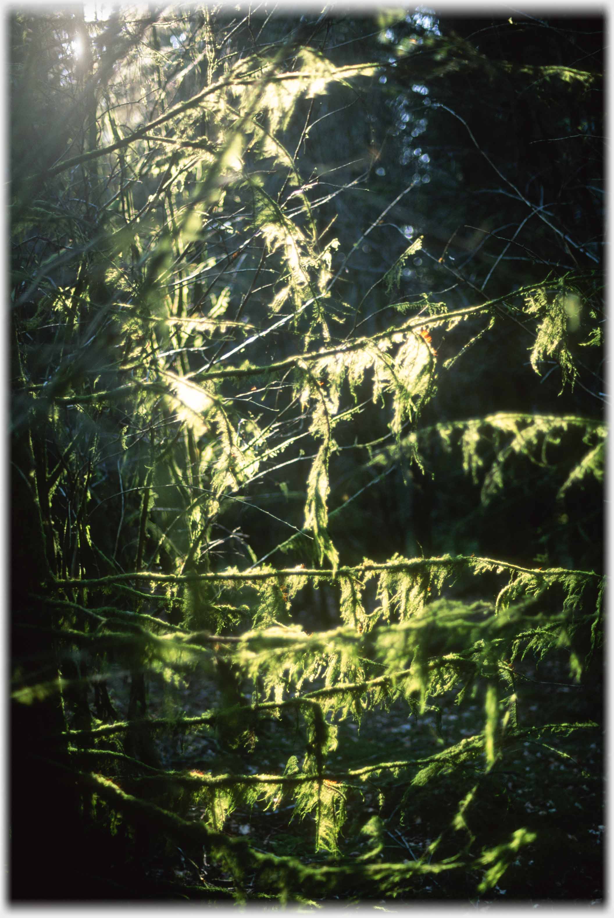 Needle-less pine branches projecting horizontally and covered in hanging green fronds which are catchinig the sun.