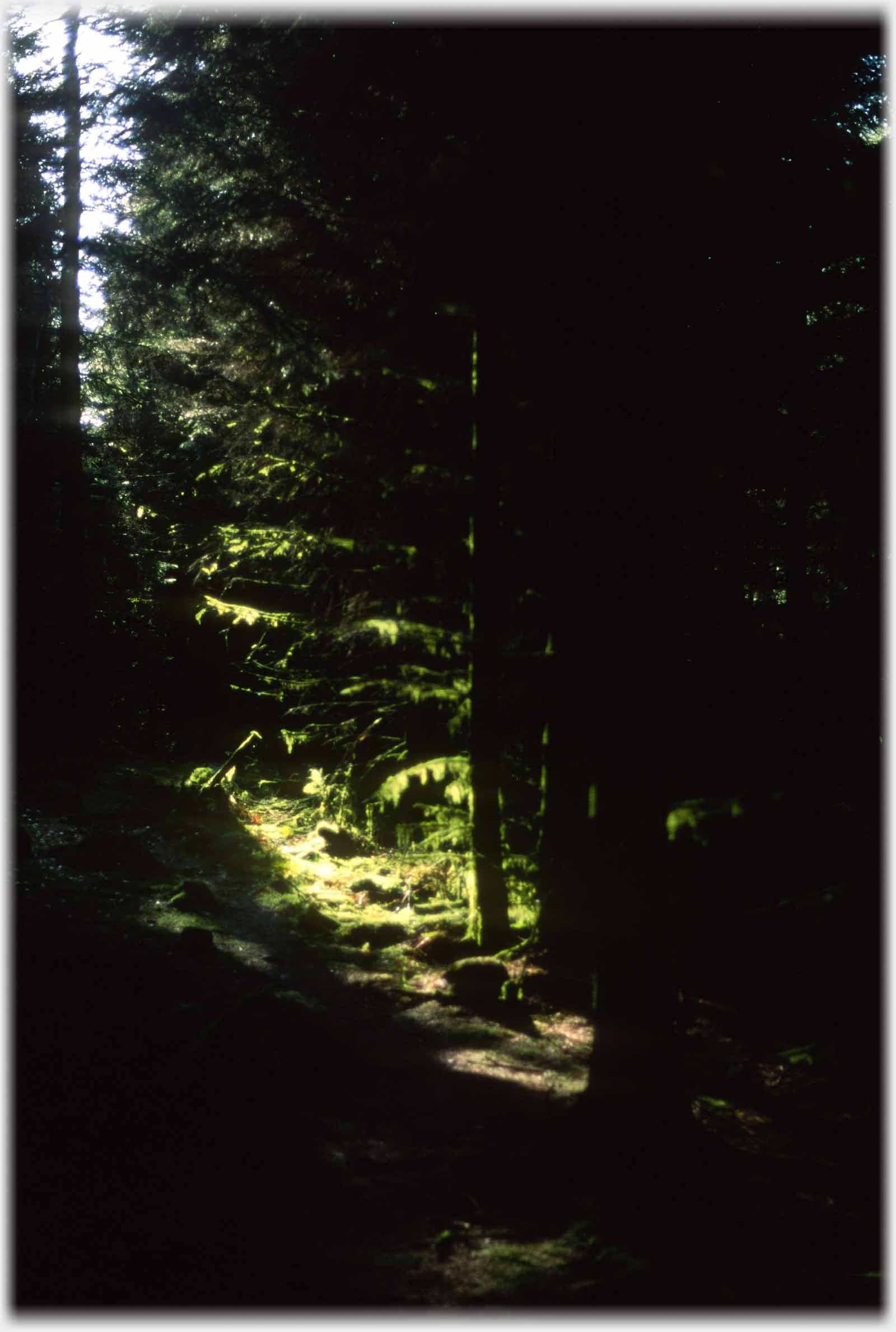 Very dark woods with band of light hitting ground.