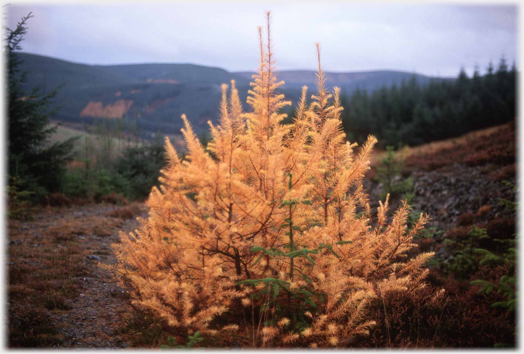 A small larch clump on fire with orange needles.