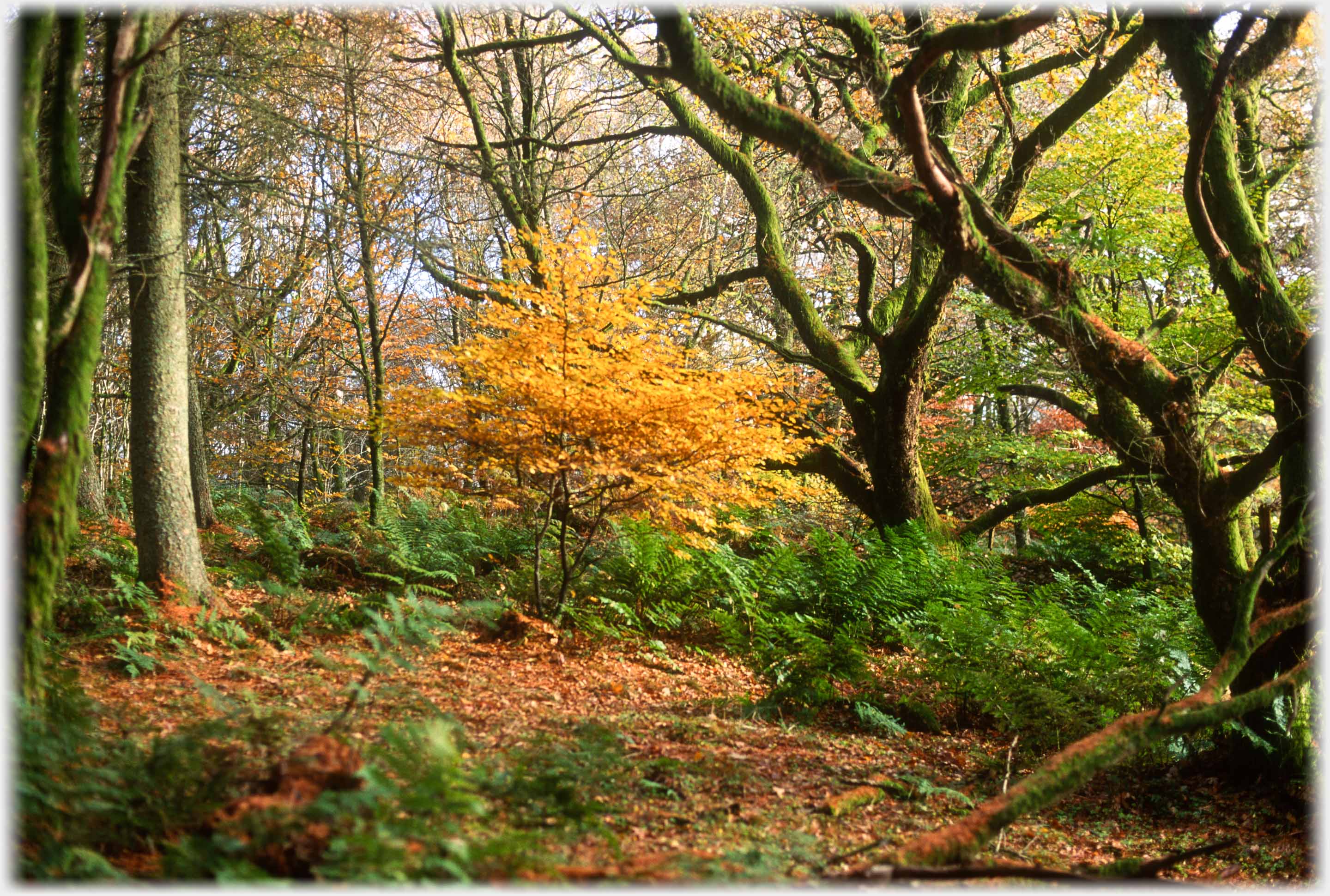 Glade with small beech at centre and sinuous trunks at one side.