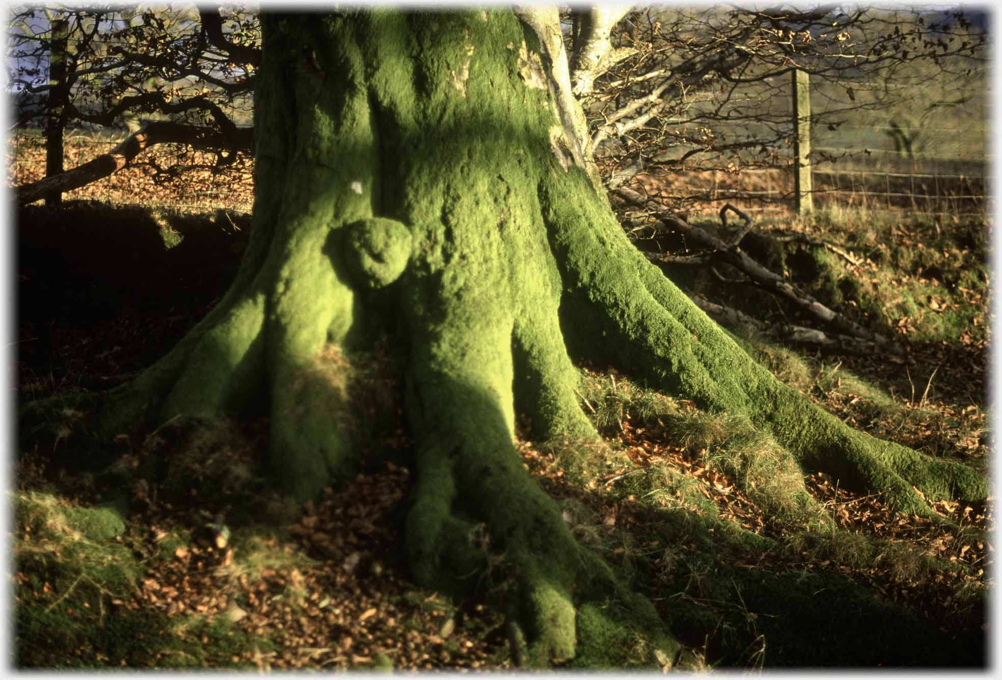 Large trunk at base with soft green cover.