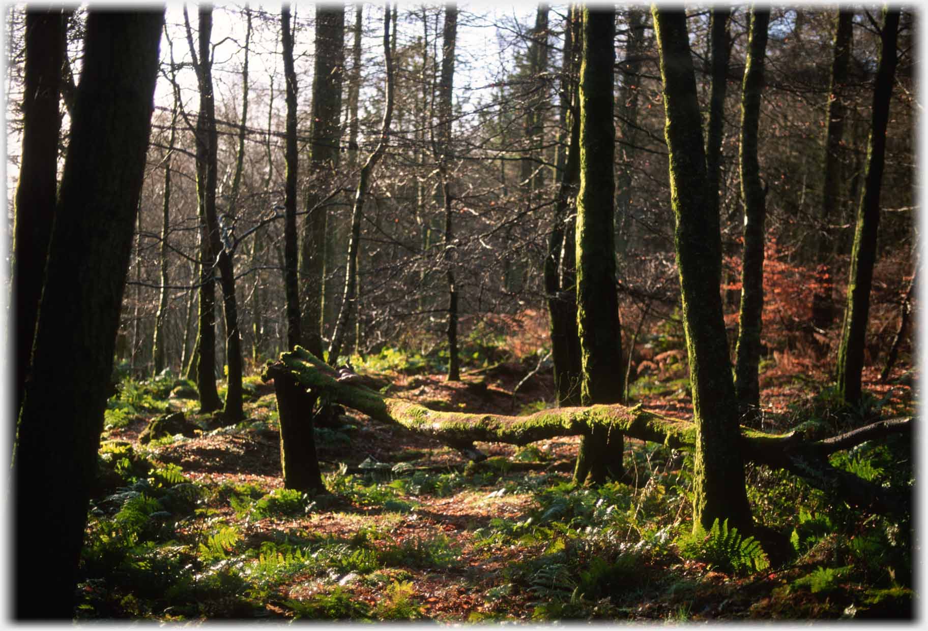 Leafless trees, one fallen across picture.