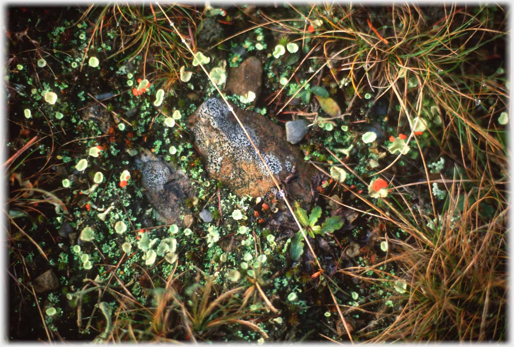 Tiny cup-shaped growths with red parts on sides of cup.