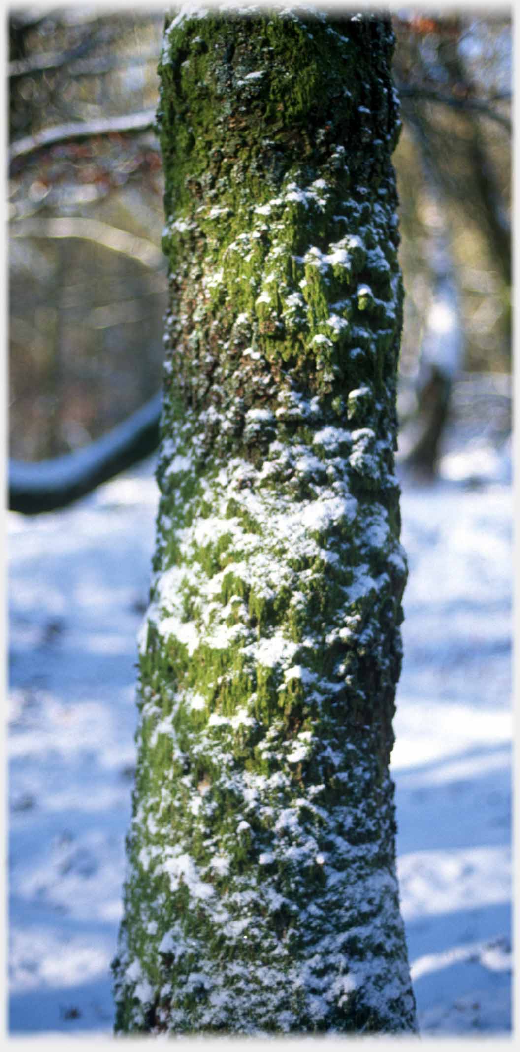 Rough green trunk with snow caught on undulations.