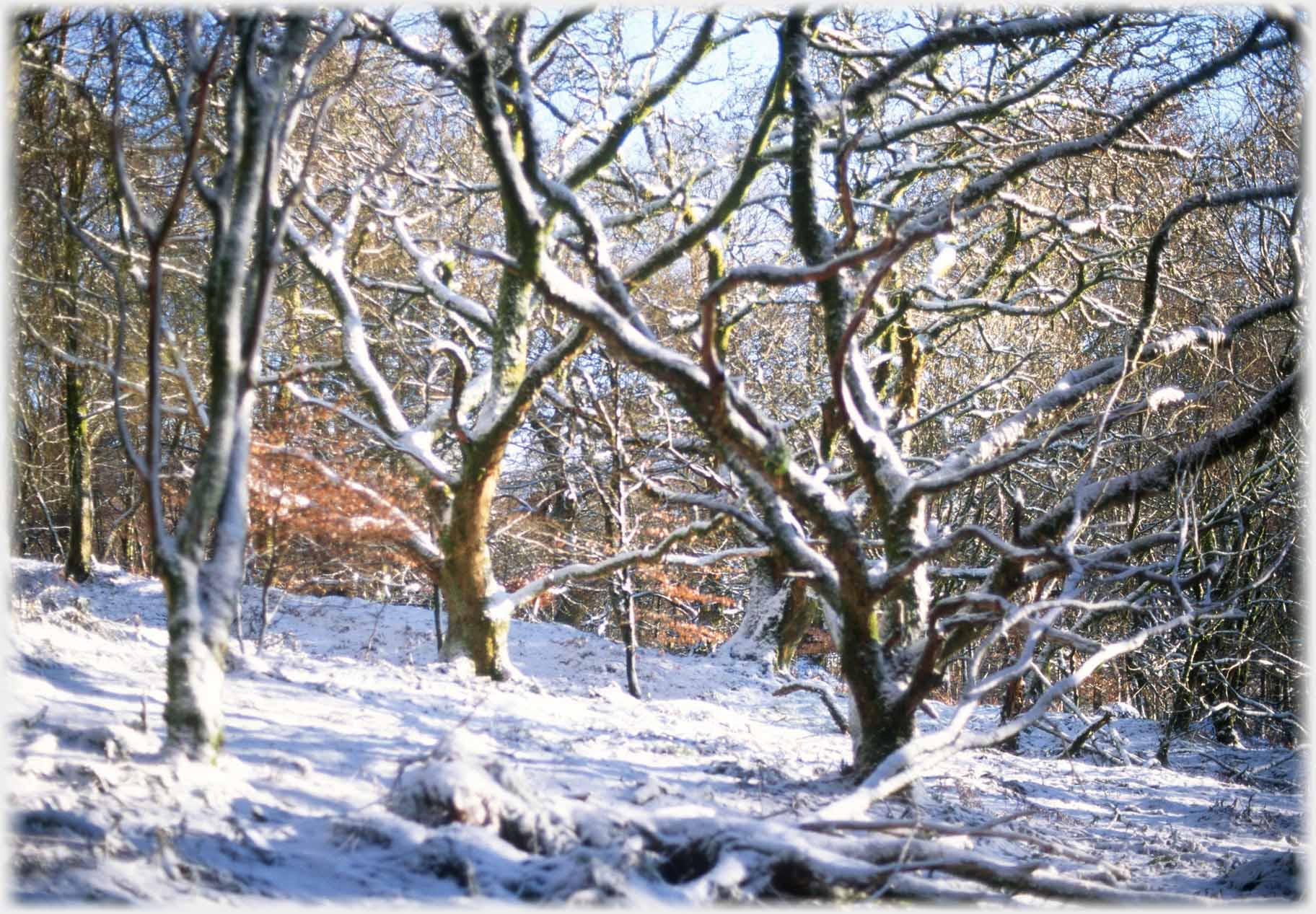 Several small beech with an outline of snow adding to their writhing forms.
