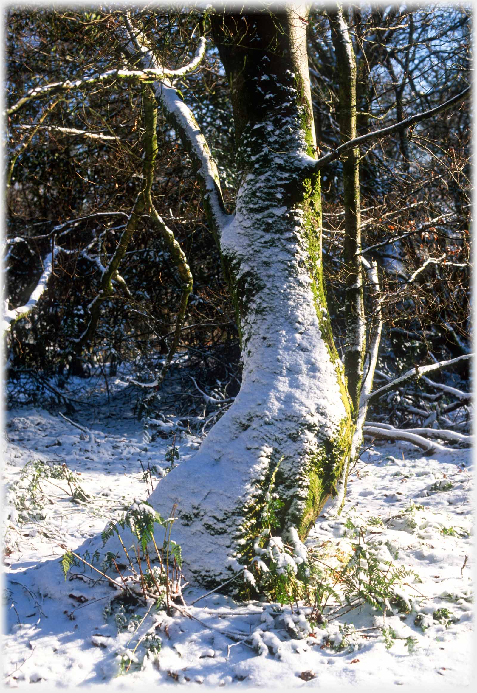 Trunk curving away from the ground catching the snow up its surface.