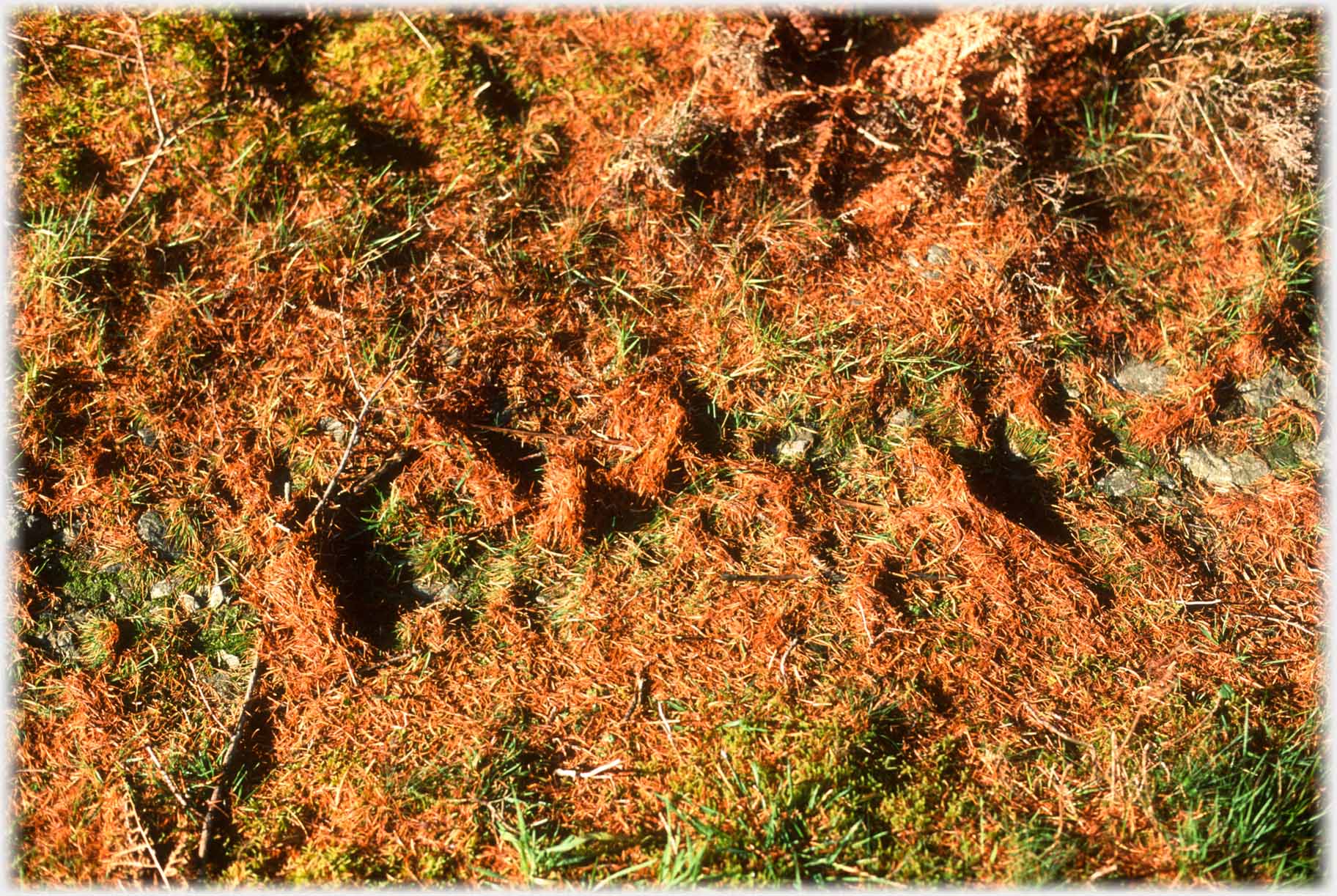 Ground covered in a mat of orange needles.