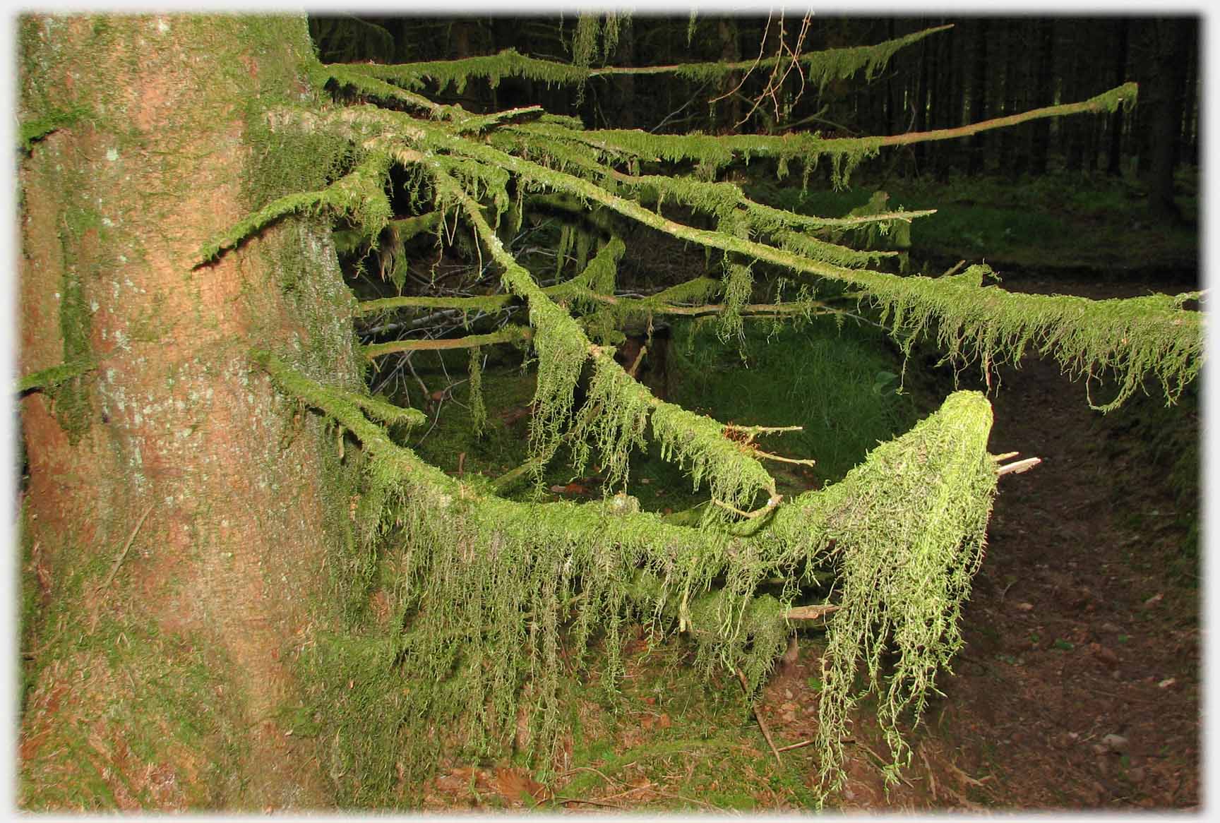 Thin branches festooned with hanging green wisps.