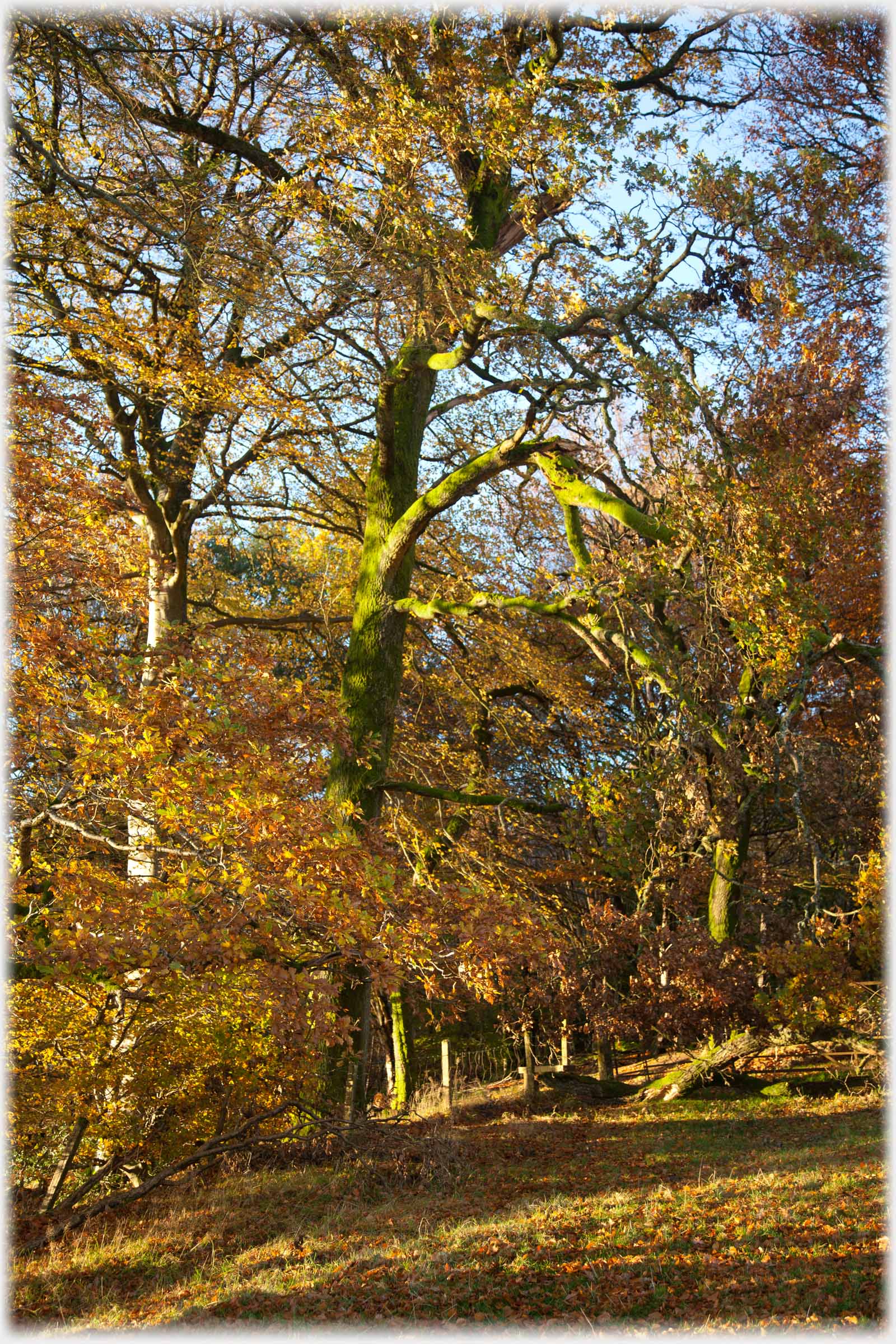 Beech trees with autumn leaves thinning.