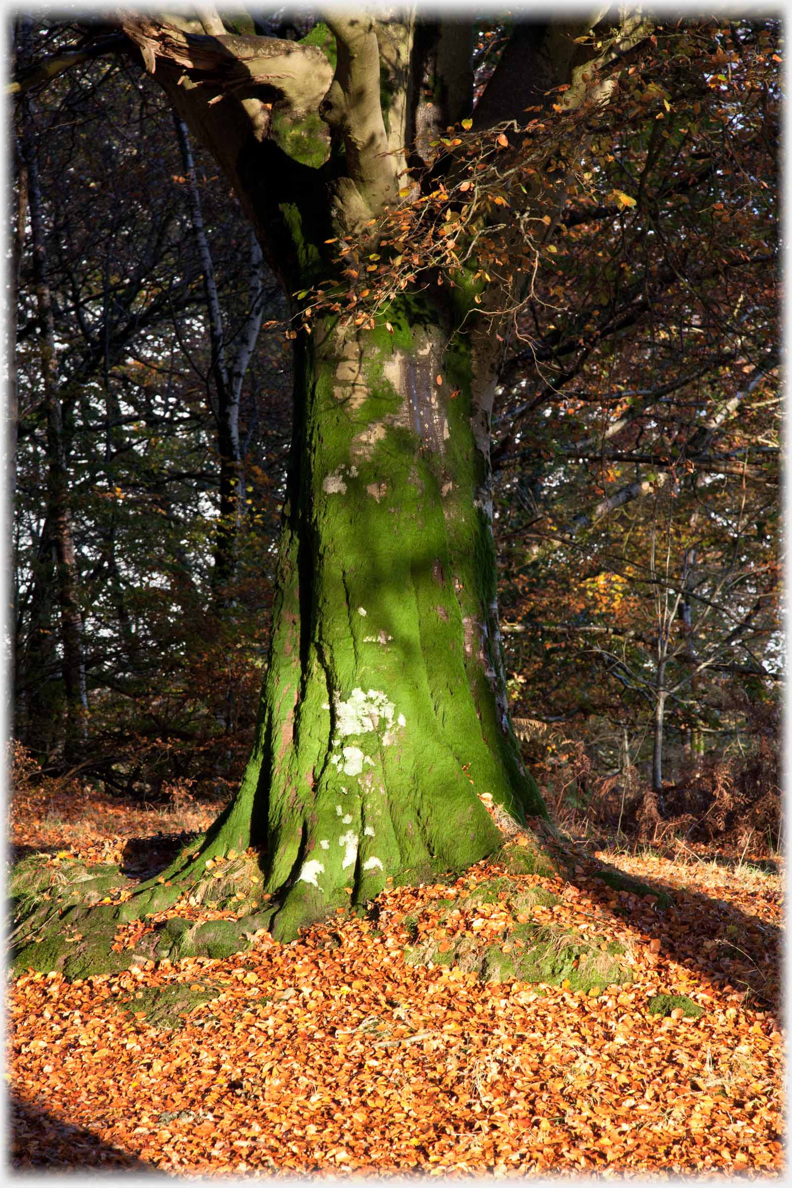 Beech tree's trunk an even green, ground around deep in beech leaves.