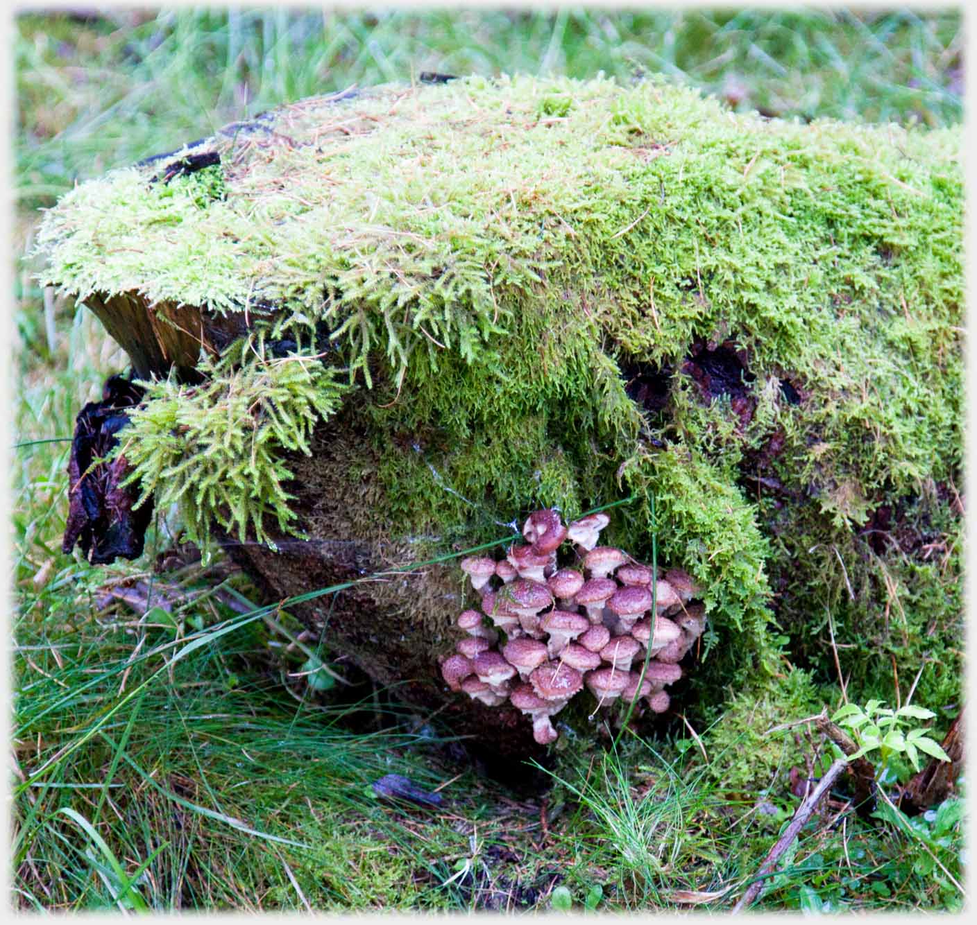 Old moss covered fallen trunk with cluster of pink fungi.