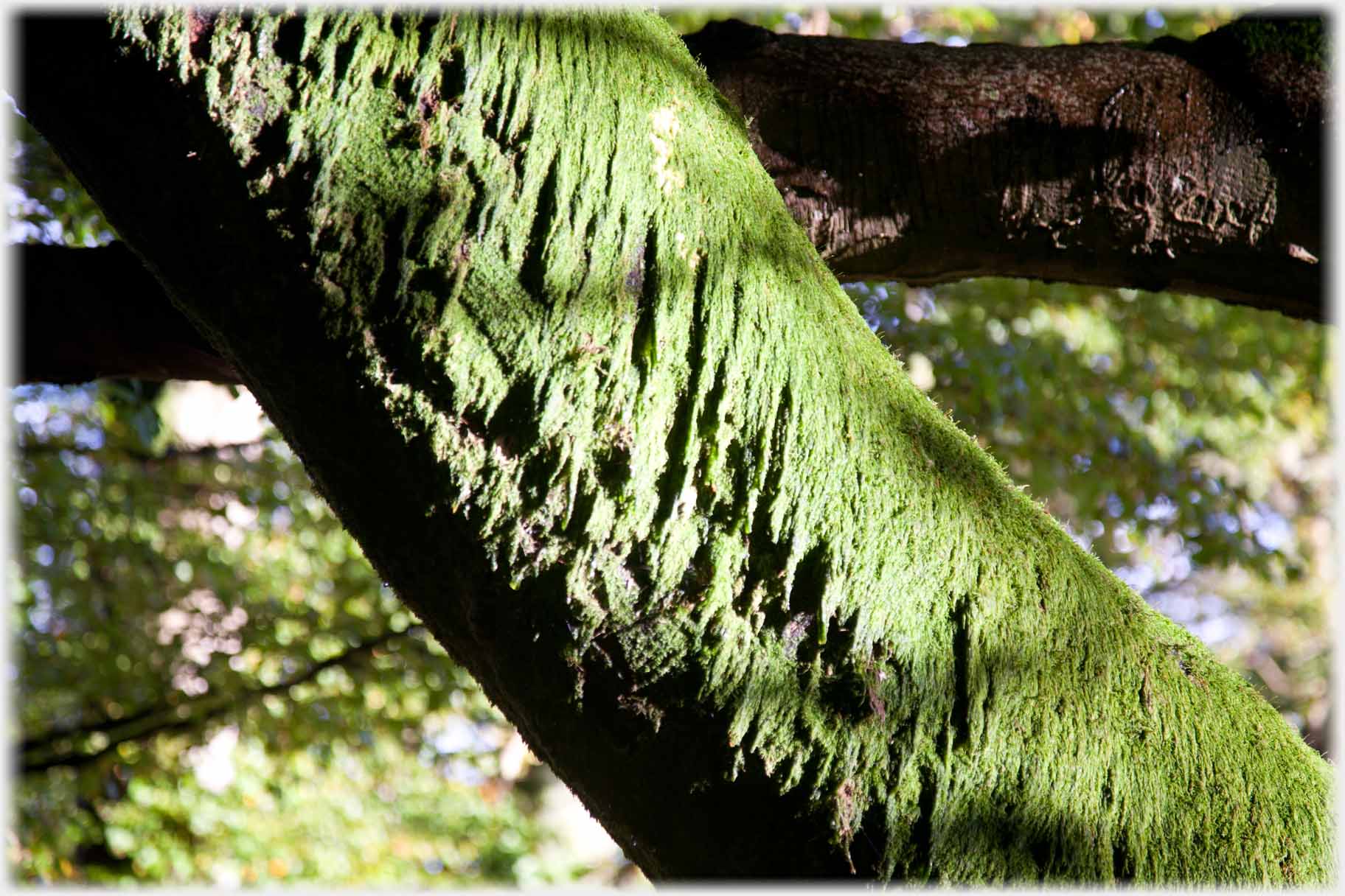 Trunk hanging with green fronds.