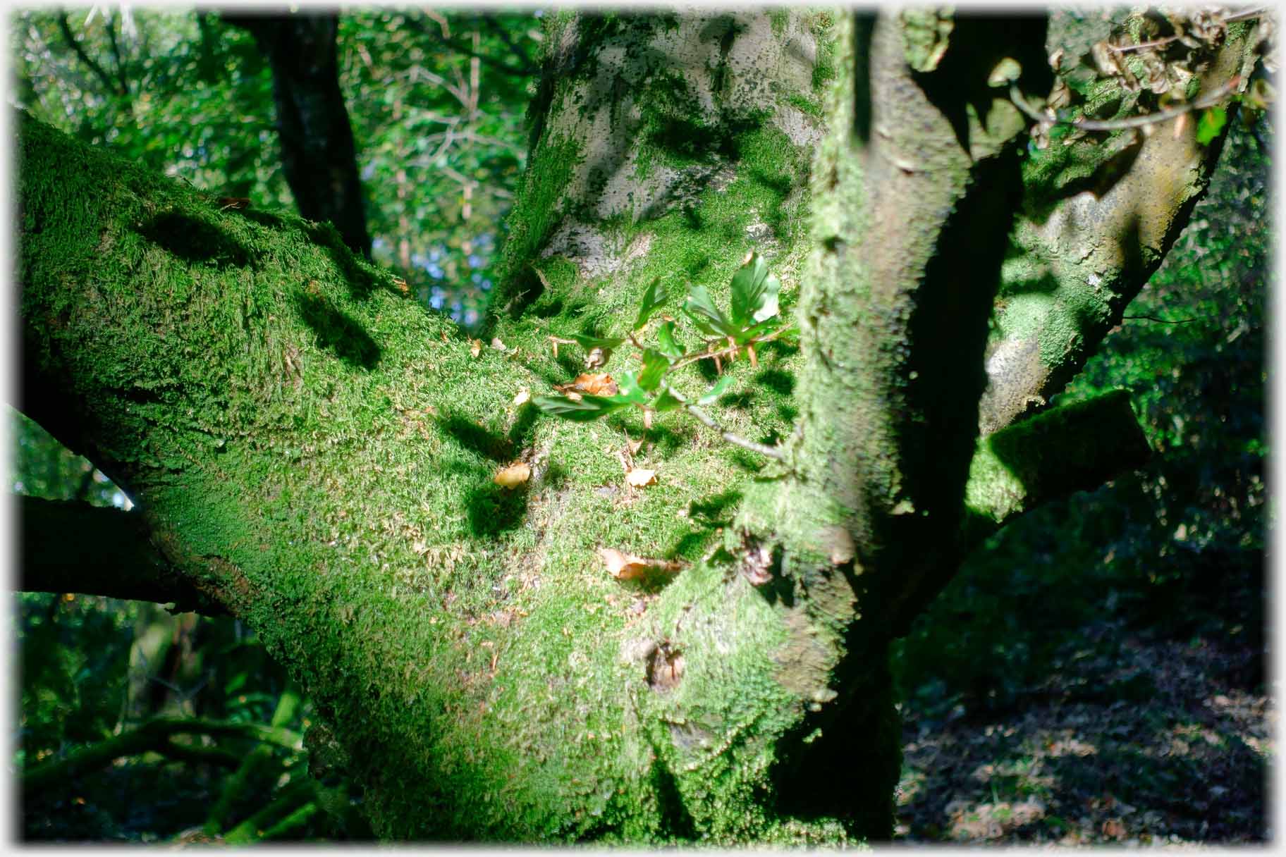 The meeting of the arms of a beech covered in green.
