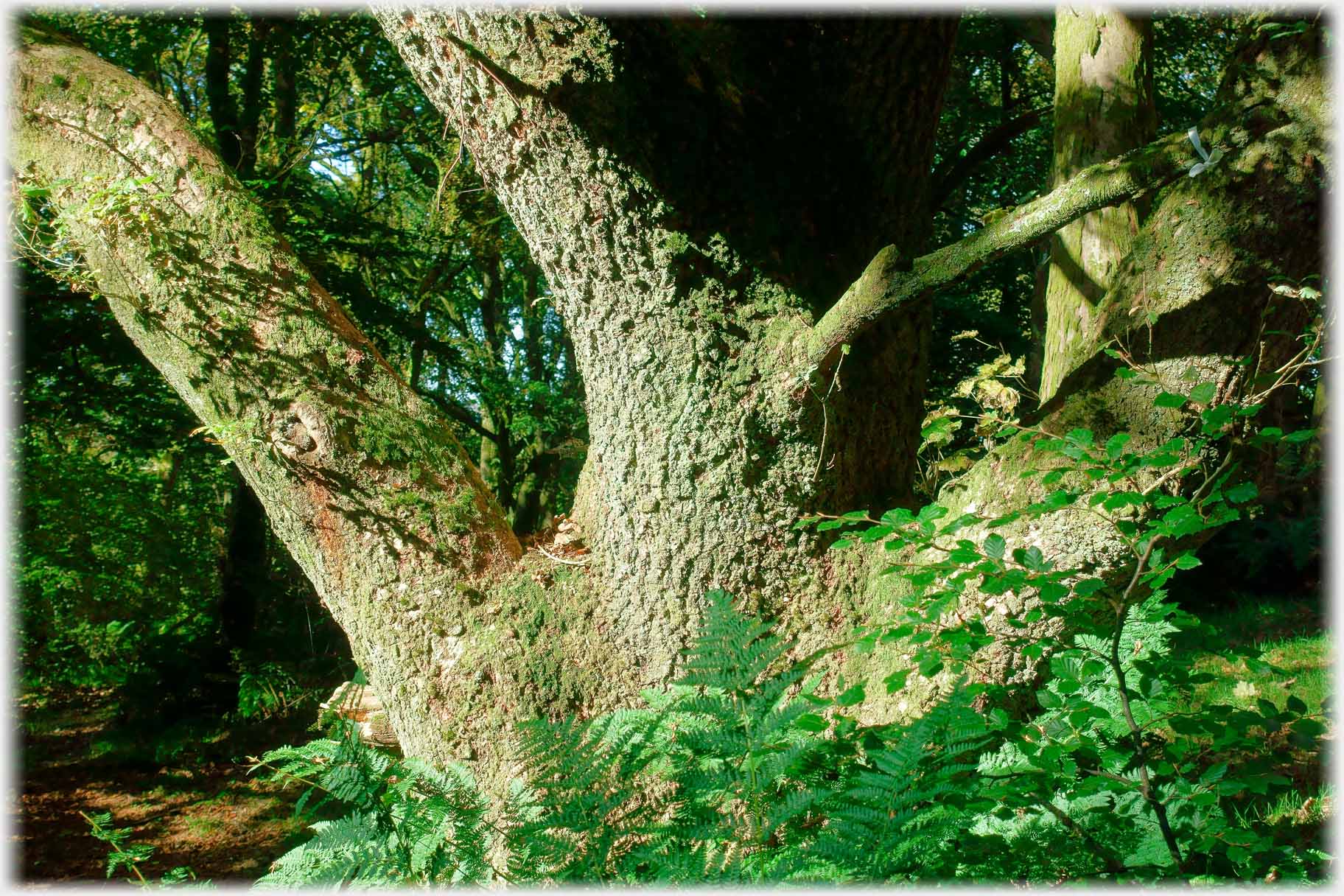 Three large trunks splitting near the ground, furrowed bark.