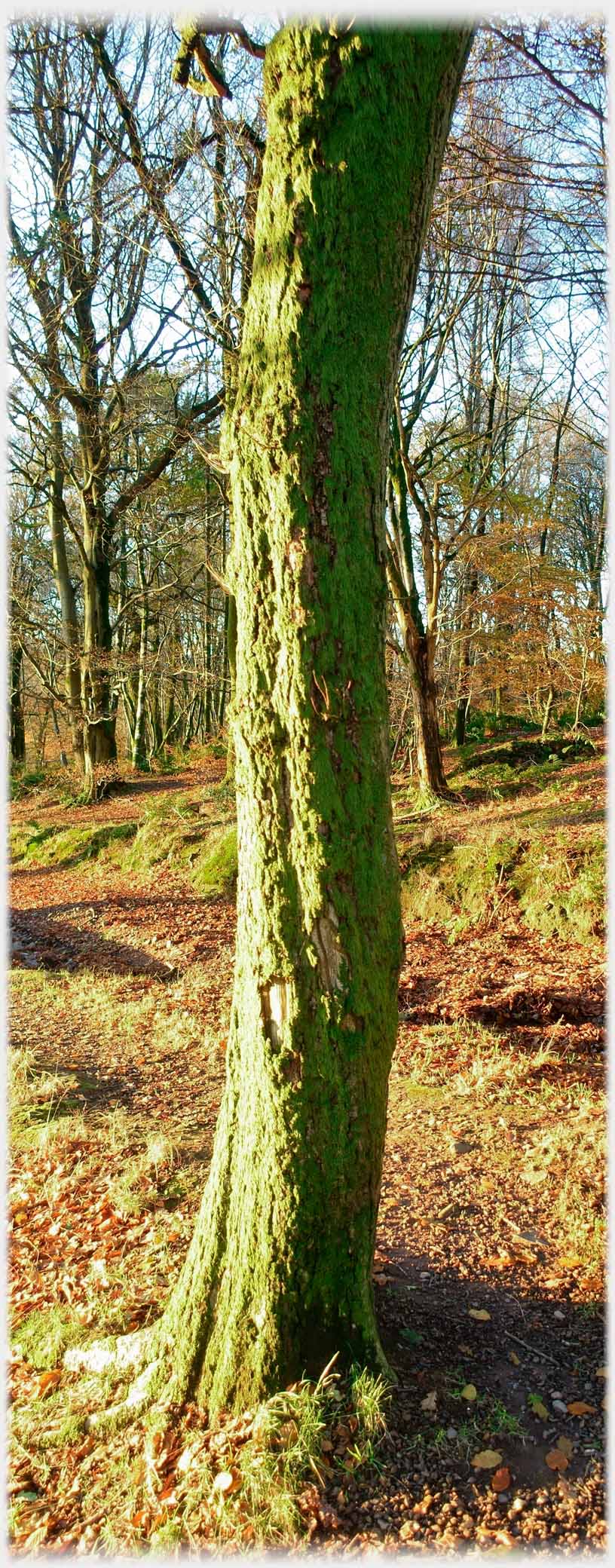 Slender green covered trunk in sunlight.