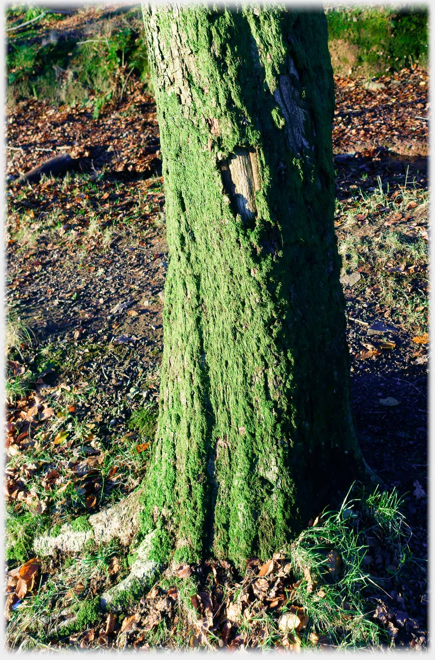 Lesser trunk covered in green.