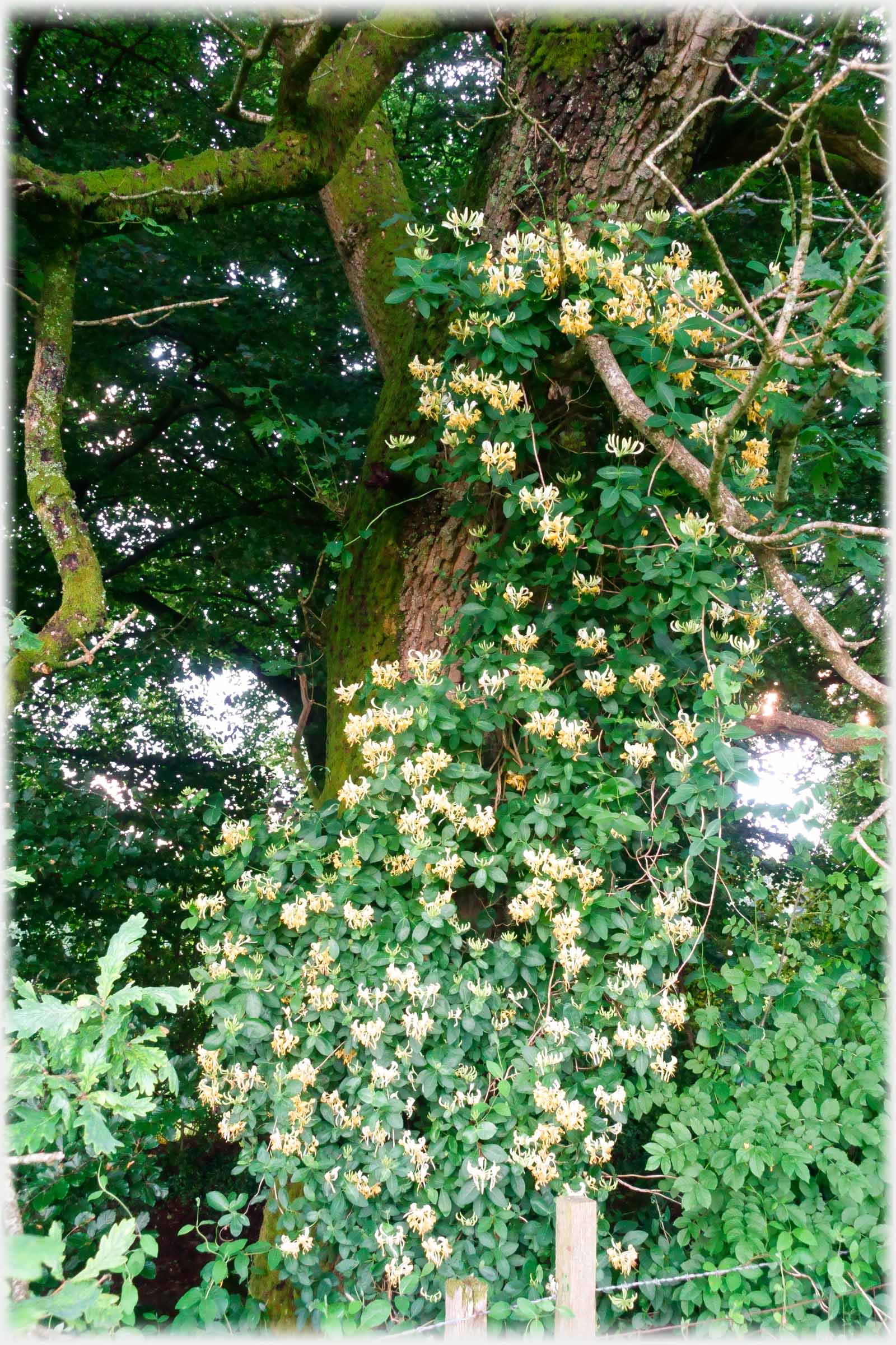 A mass of flowering honeysuckle hanging in a tree.