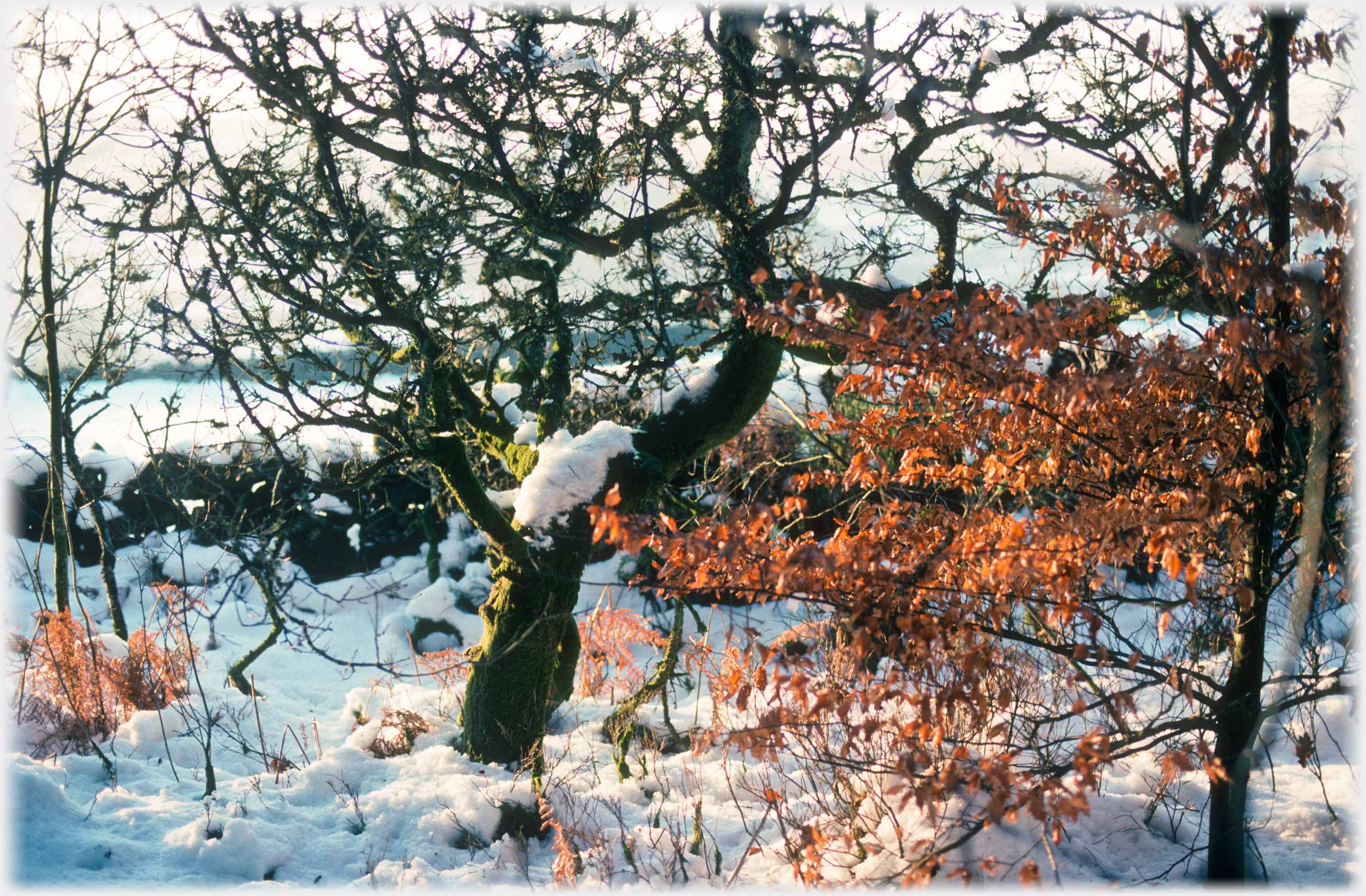 Small beech one with snow but no leaves the other retaining its leaves.
