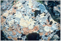 Rock covered in lichens.