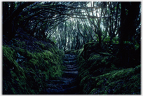 Dark path up zig-zag steps under overhanging trees.
