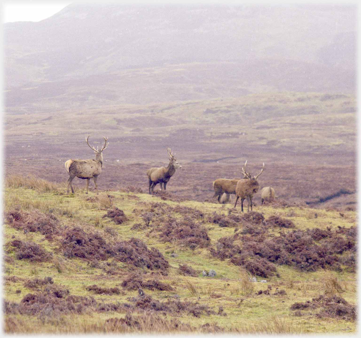 Group of deer.