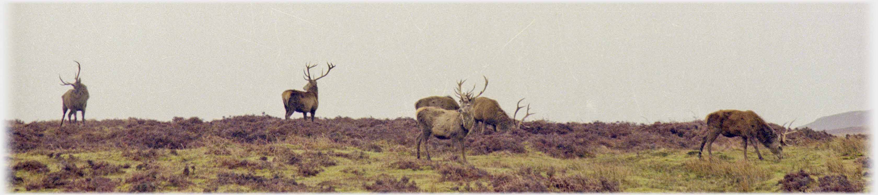 Six deer on skyline.