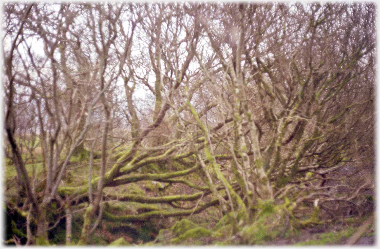 Tangled mass of winter trees.