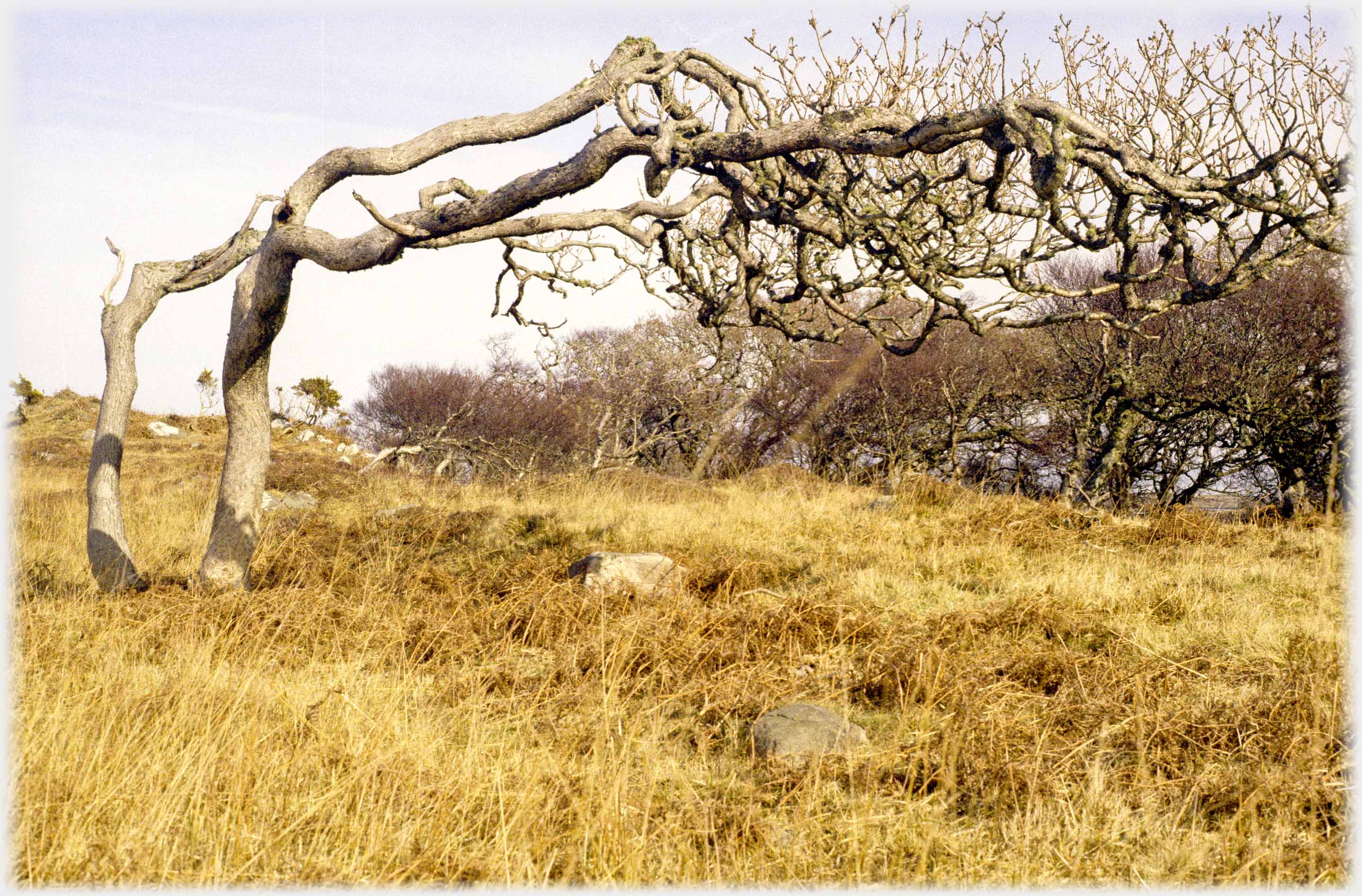 Tree growing up a few feet then turning horizontally for most of its height.