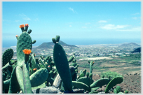 Cactus and distant city.