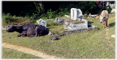 Buffalo and Cow