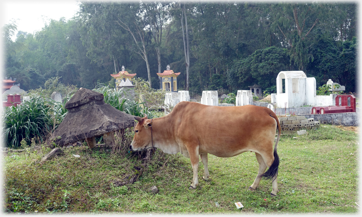 Grave Cow