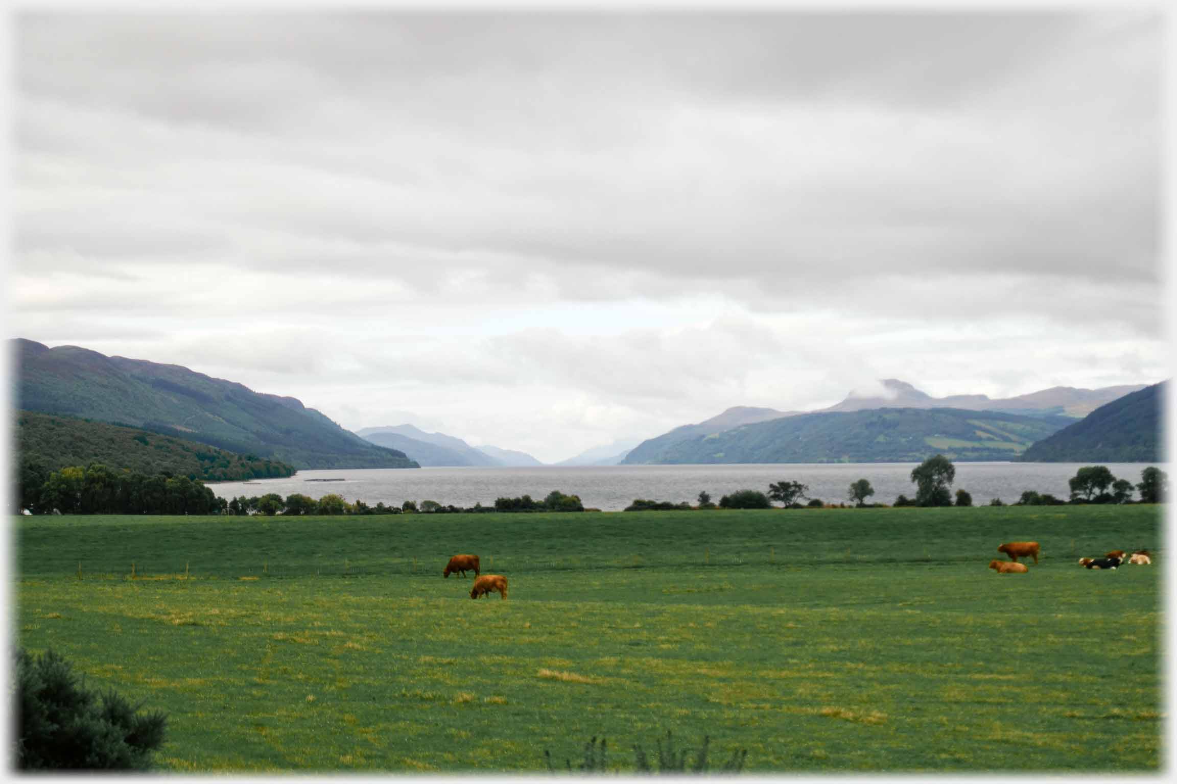 Loch going away into distance, field with cattle in foreground.